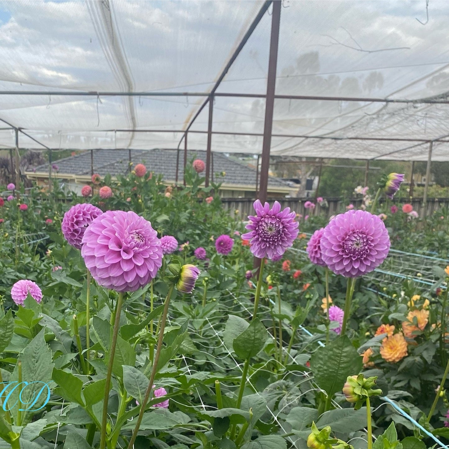 Coorabell Zoe Rooted Cutting