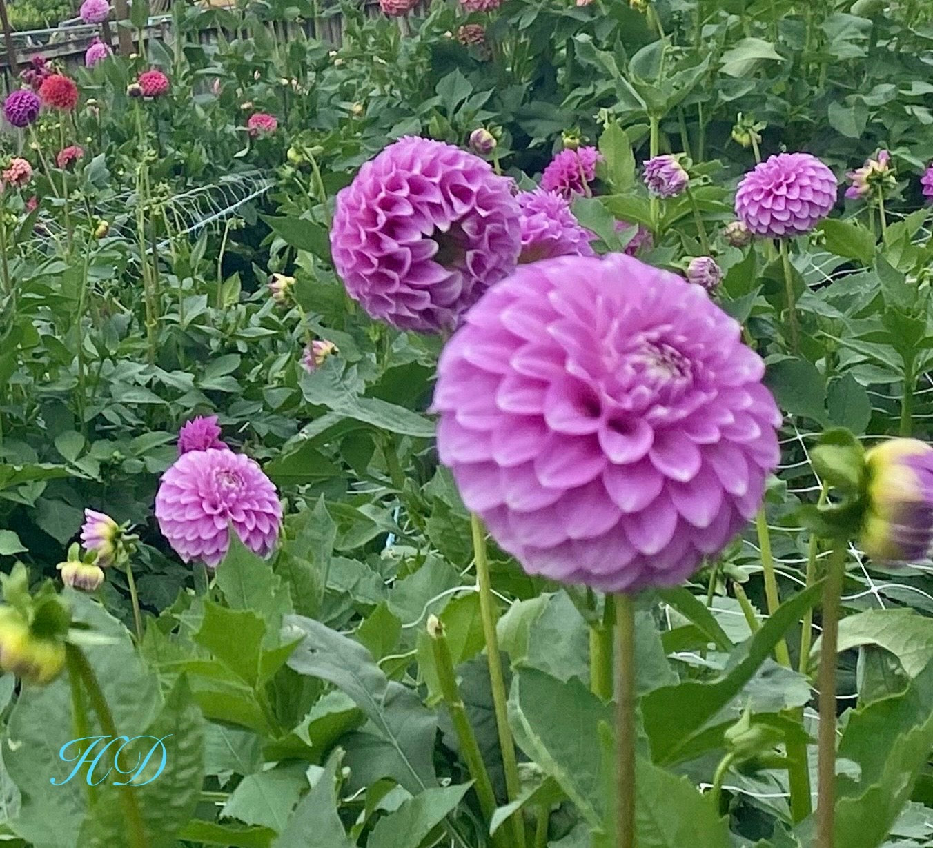 Coorabell Zoe Rooted Cutting