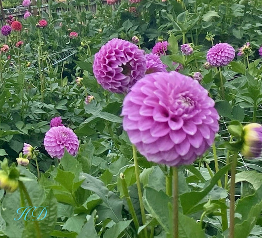 Coorabell Zoe Rooted Cutting