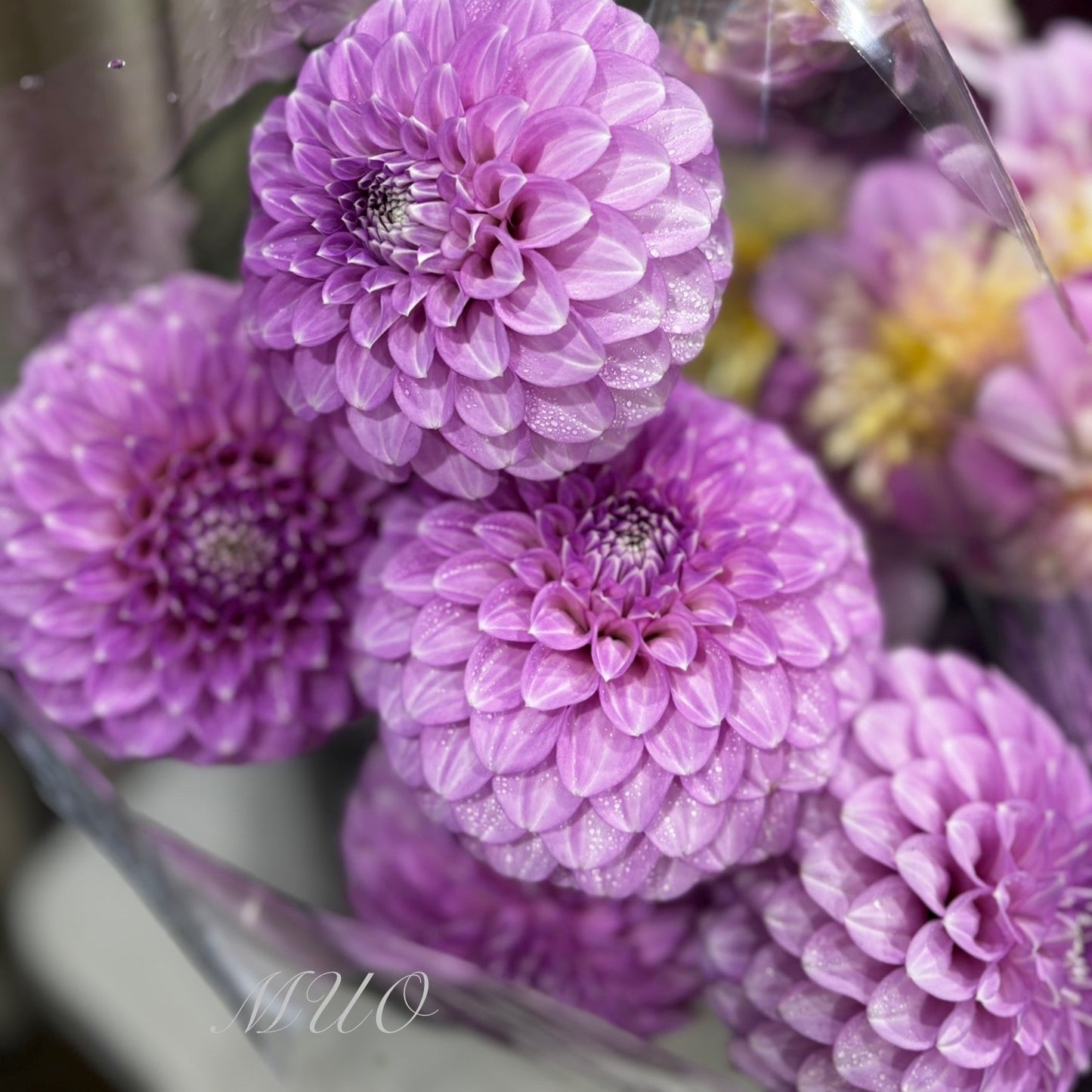 Coorabell Zoe Rooted Cutting