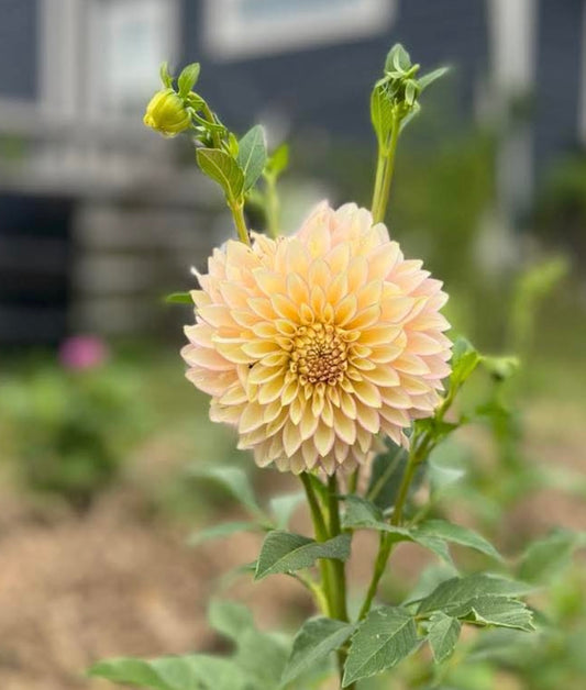 Bloomquist Blush Rooted Cutting