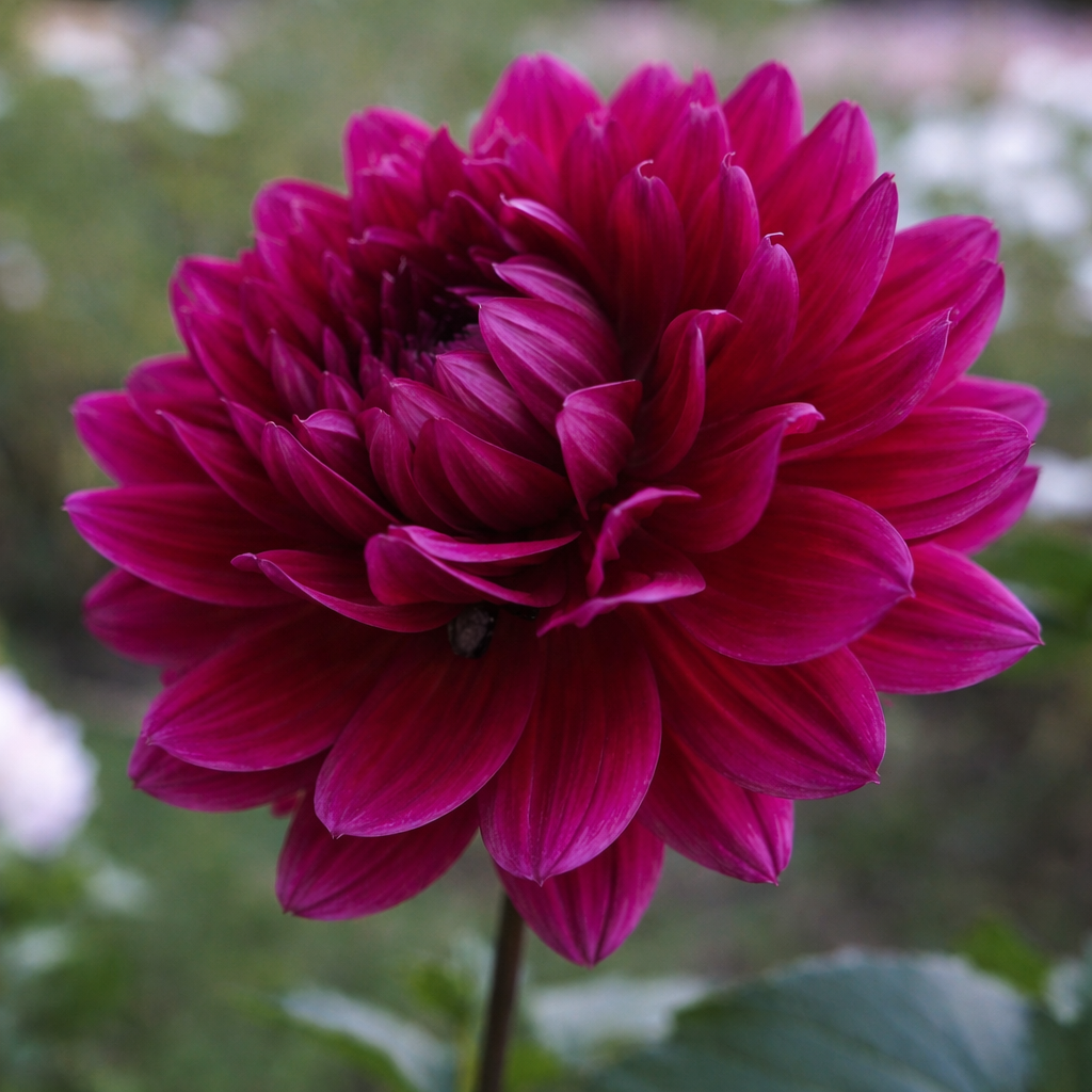 Hollyhill Pandora Rooted Cutting