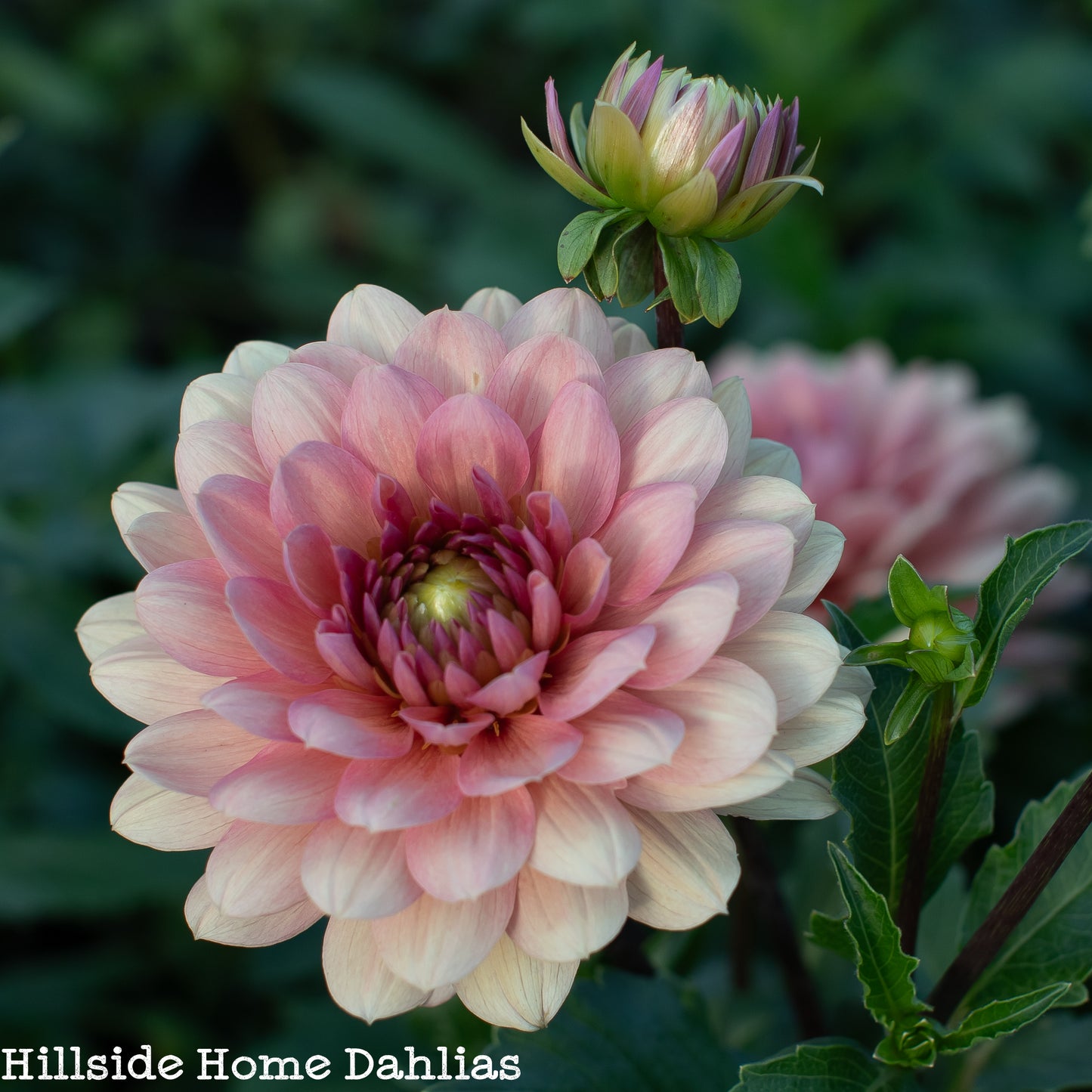 Château de la Bourdaisière Rooted Cutting