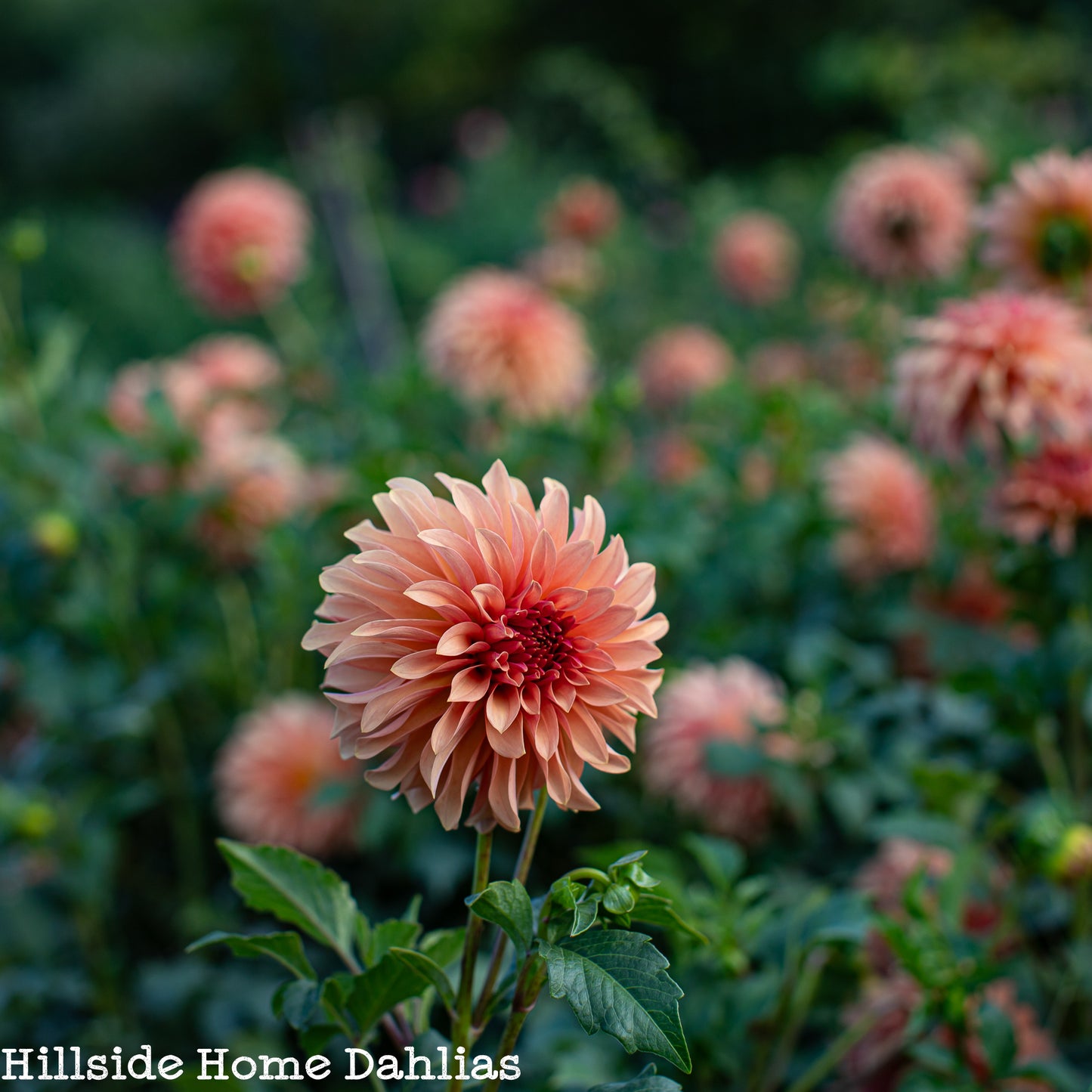 River's Can't Elope  Tuber