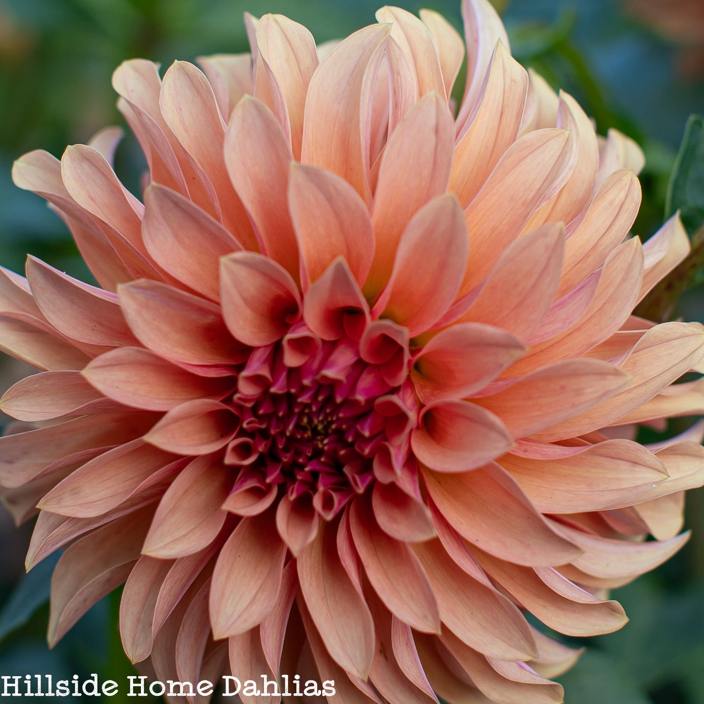 River's Can't Elope  Tuber