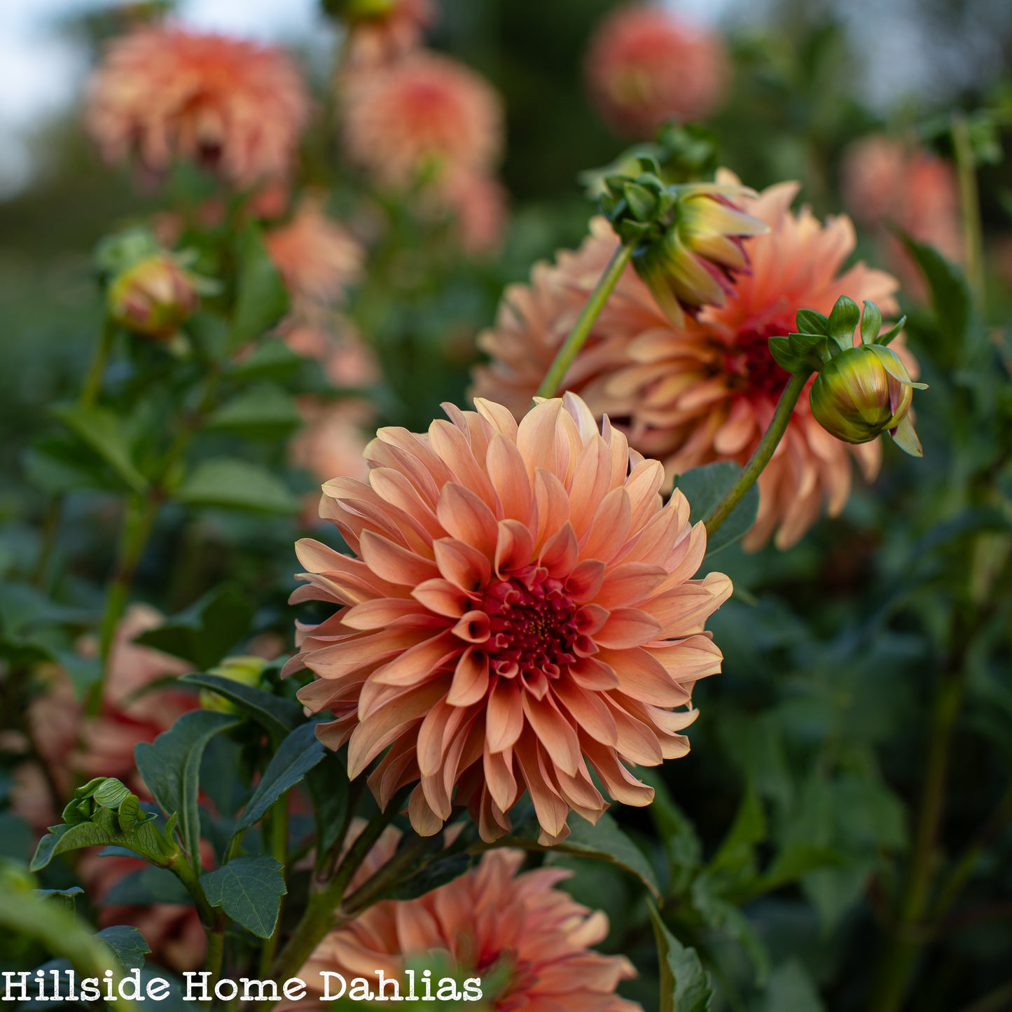 River's Can't Elope  Tuber