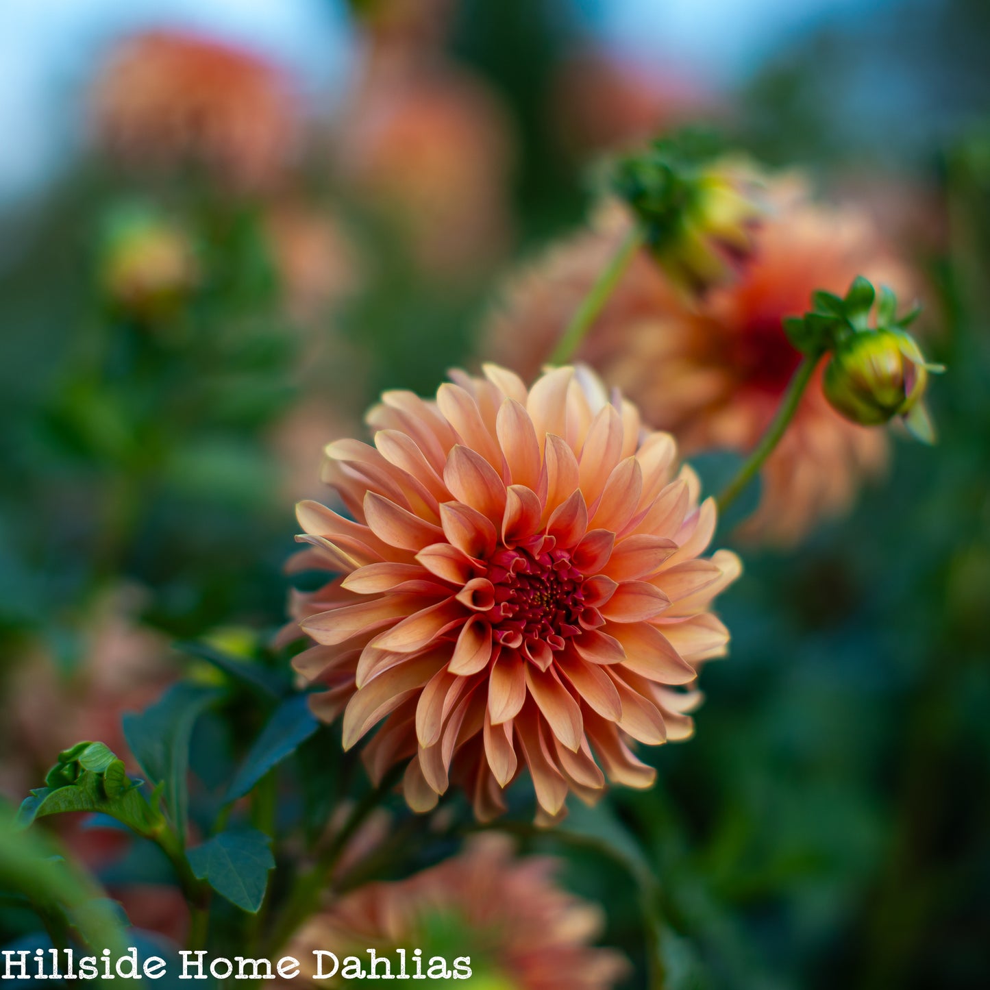 River's Can't Elope  Tuber