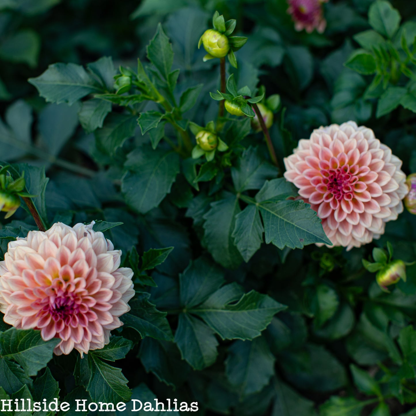 Levi’s Blue Smoke Tuber