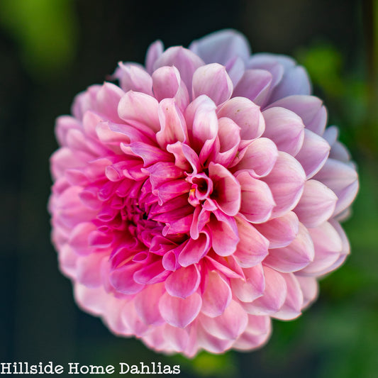 Lee’s Sugar Rush Tuber