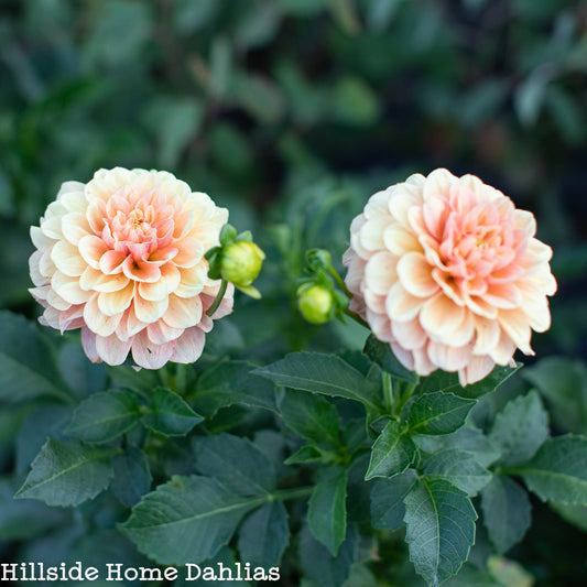 Lee’s Carolina Tuber