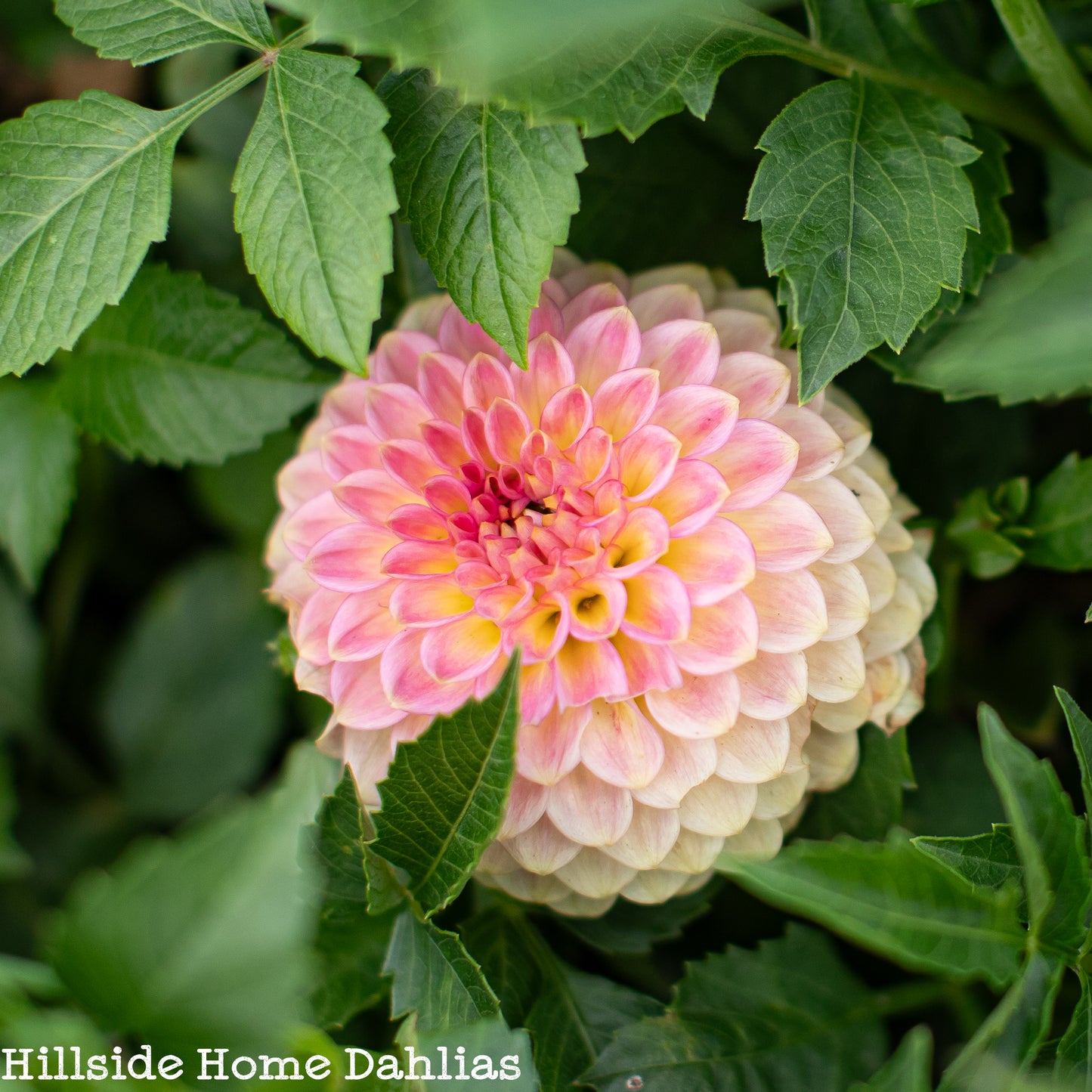 20th Ave Softer Peach Tuber