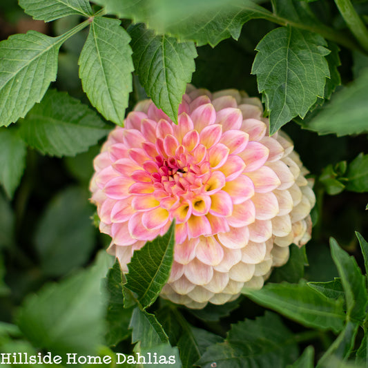 20th Ave Softer Peach Tuber