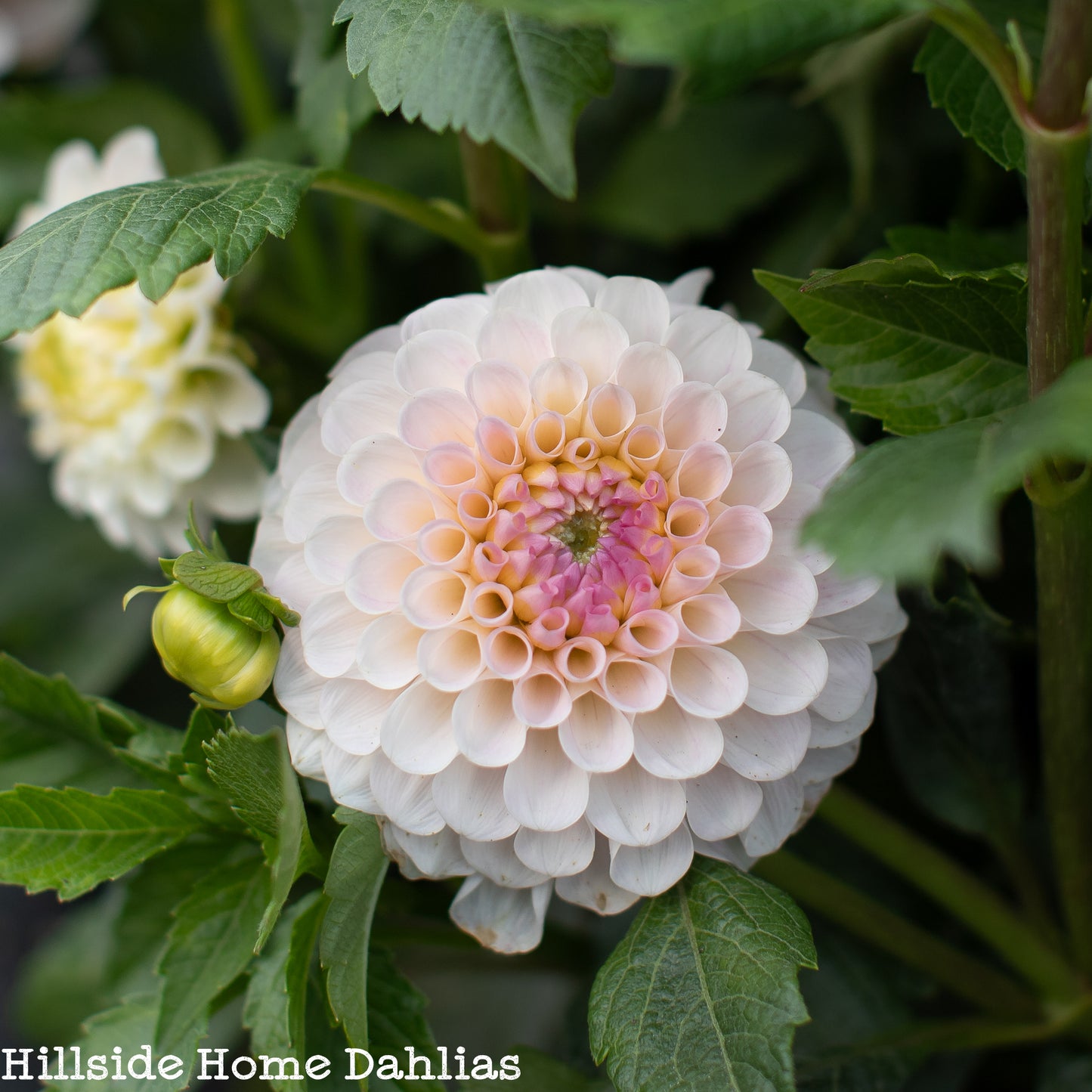 20th Ave Memory Tuber