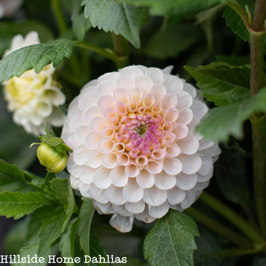 20th Ave Memory Tuber