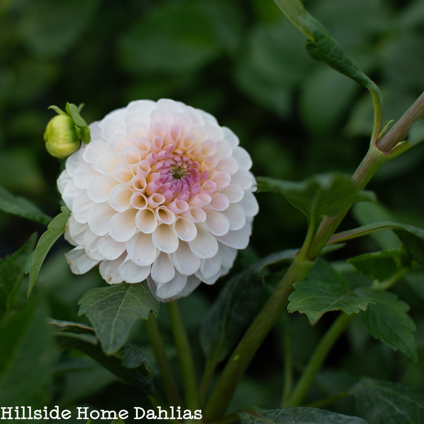 20th Ave Memory Tuber