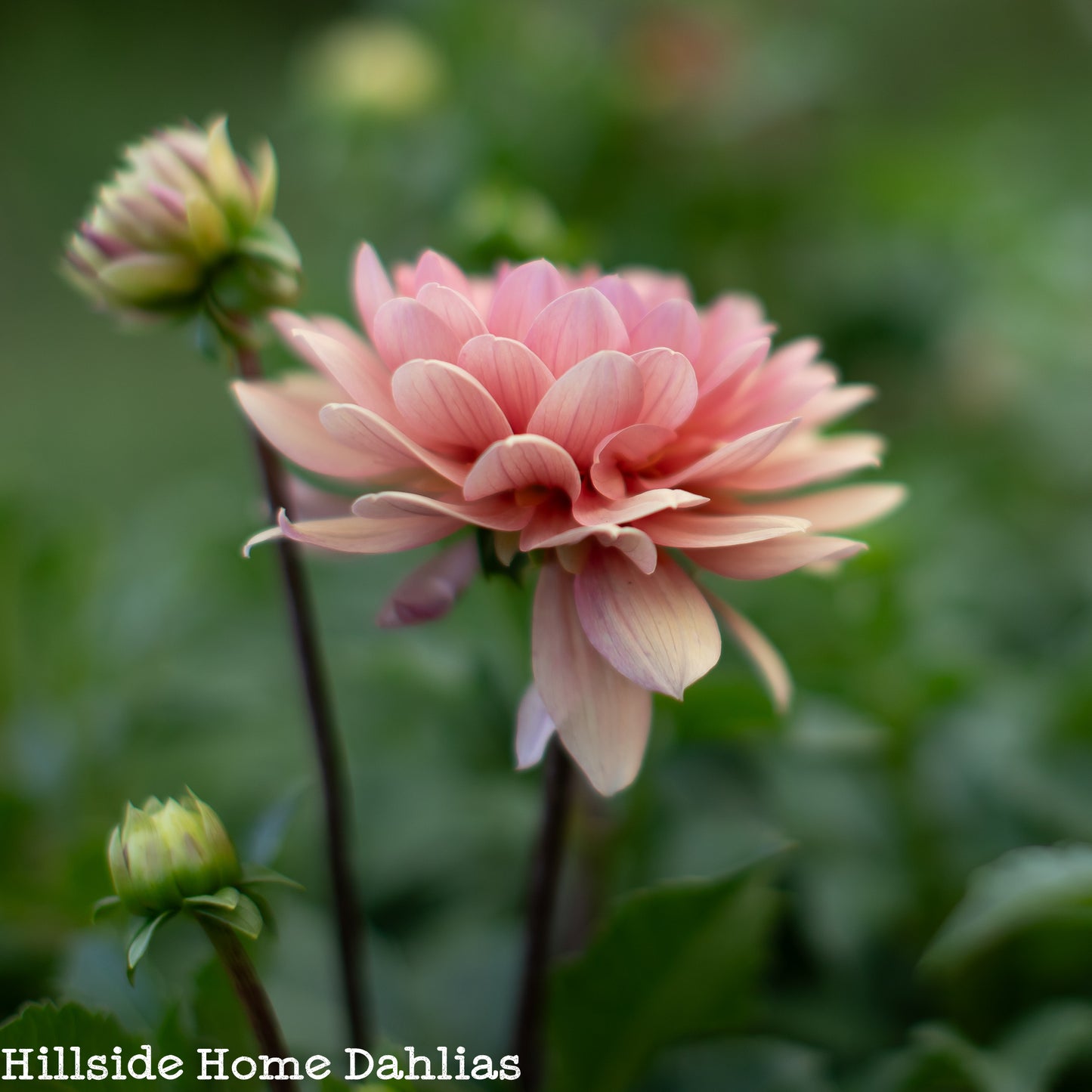 Château de la Bourdaisière Rooted Cutting