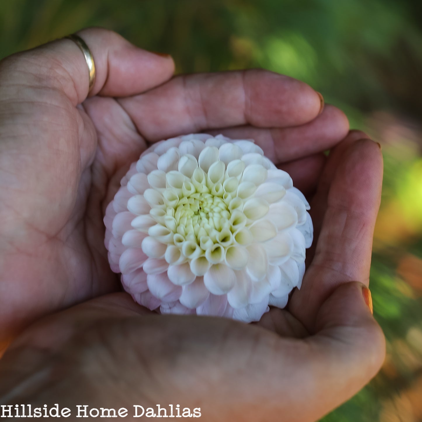 20th Ave Memory Tuber