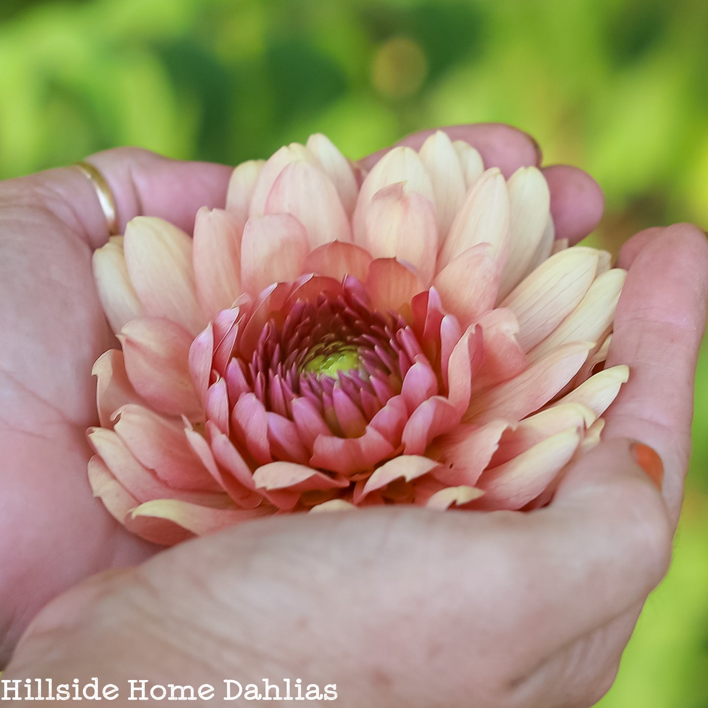 Chateau De La Bourdaisiere Tuber (Limit One)