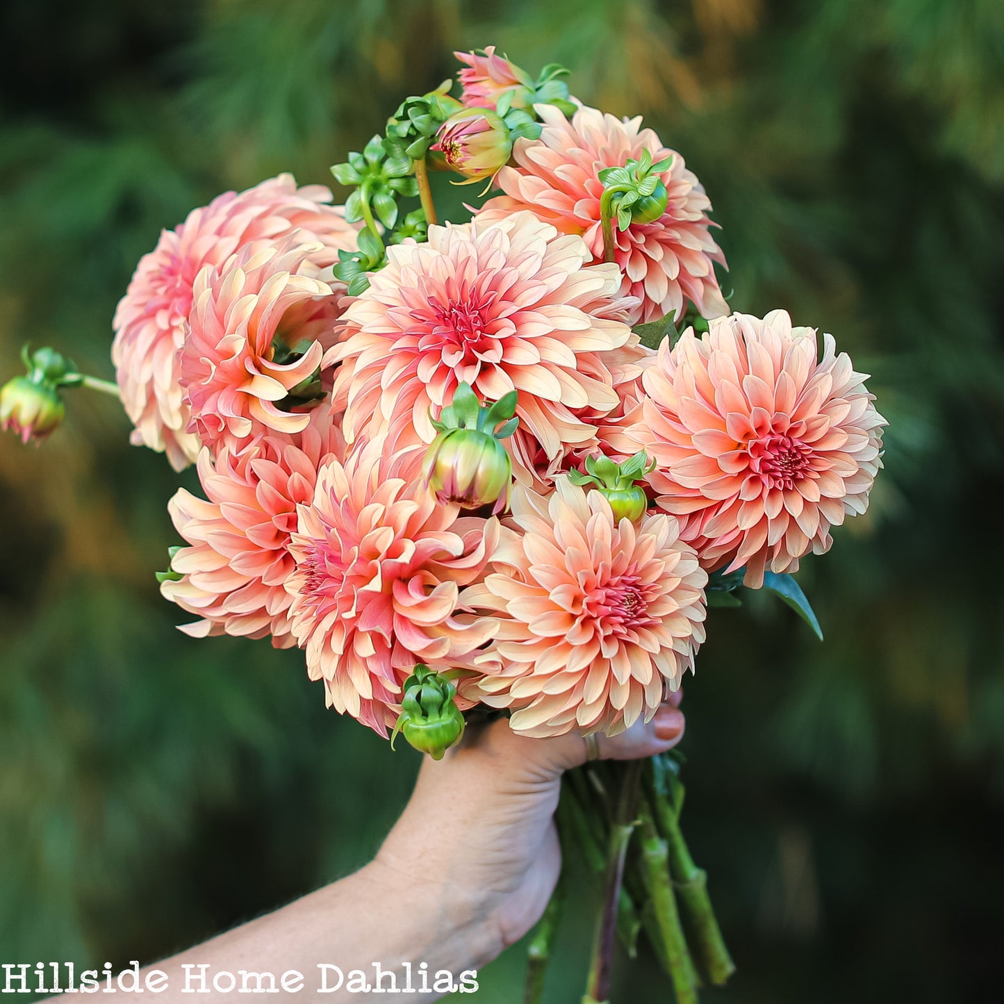 River's Can't Elope  Tuber