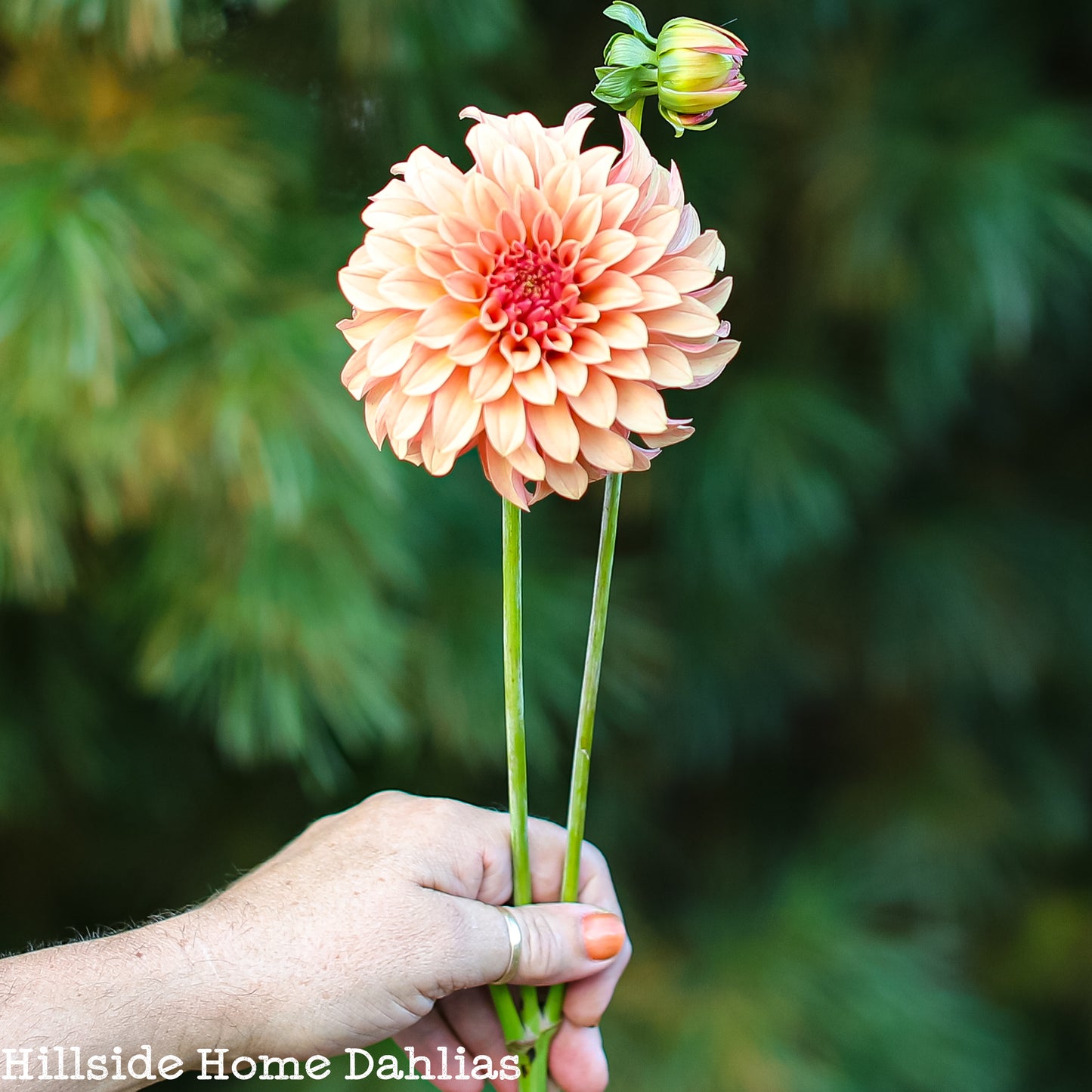 River's Can't Elope  Tuber