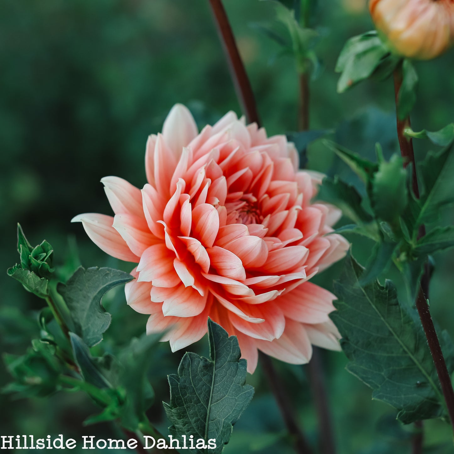 Carolina Wagemans  Tuber (Limit One)