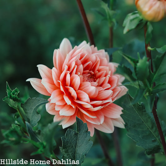 Carolina Wagemans  Tuber (Limit One)