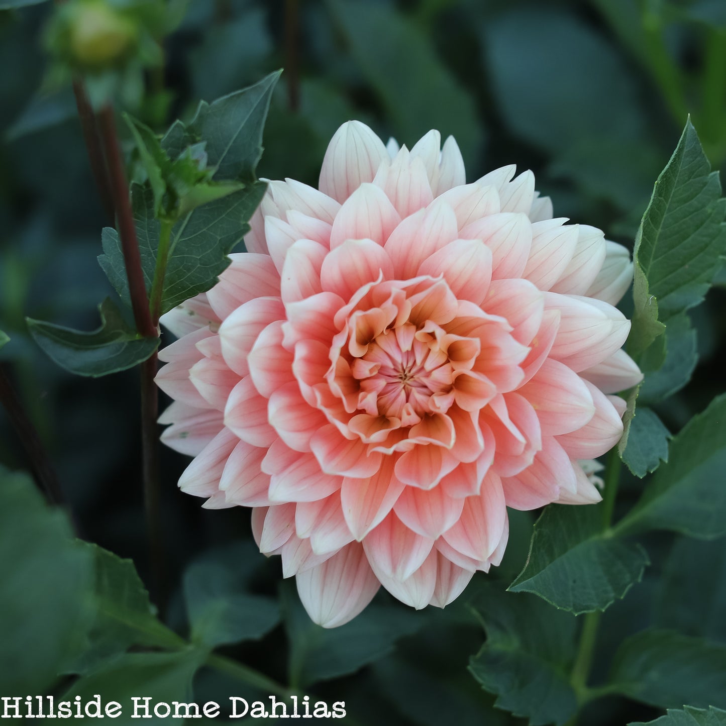 Carolina Wagemans  Tuber (Limit One)