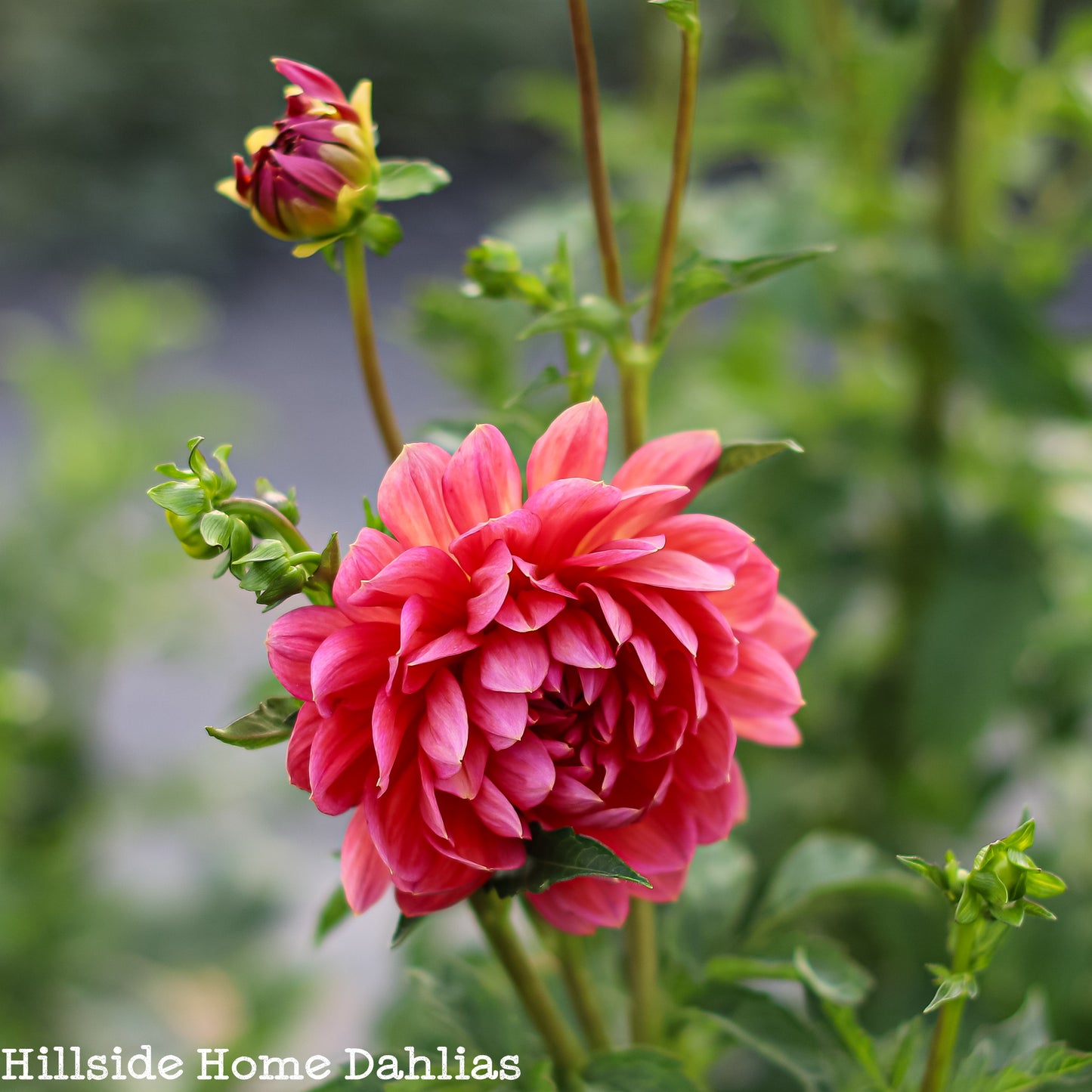 Hollyhill Daydream Tuber