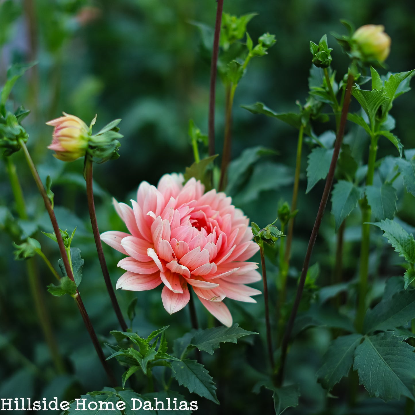Carolina Wagemans Rooted Cutting