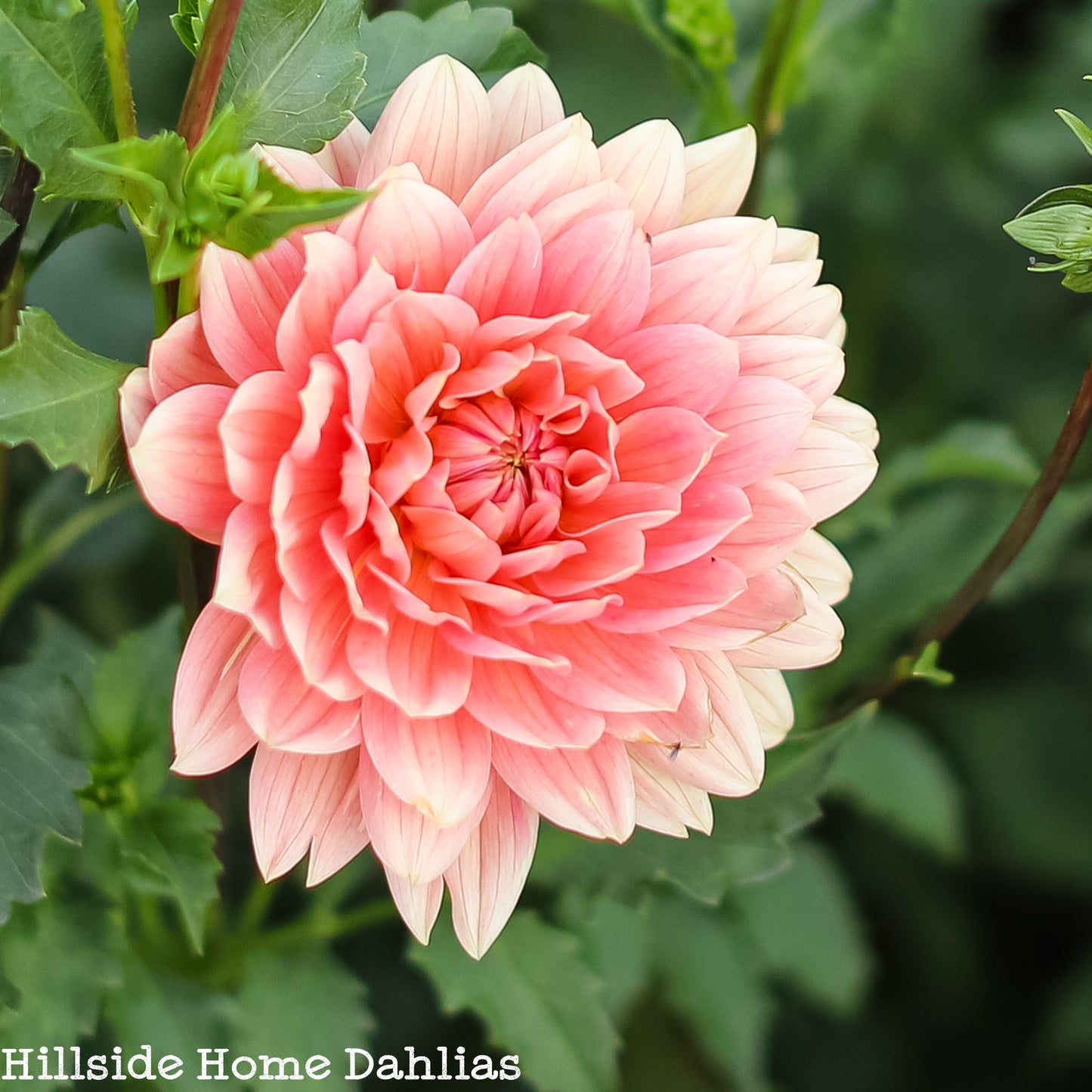 Carolina Wagemans  Tuber (Limit One)