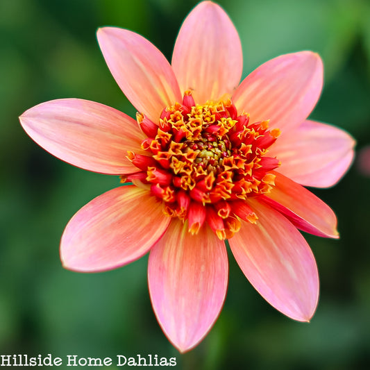 Totally Tangerine Tuber