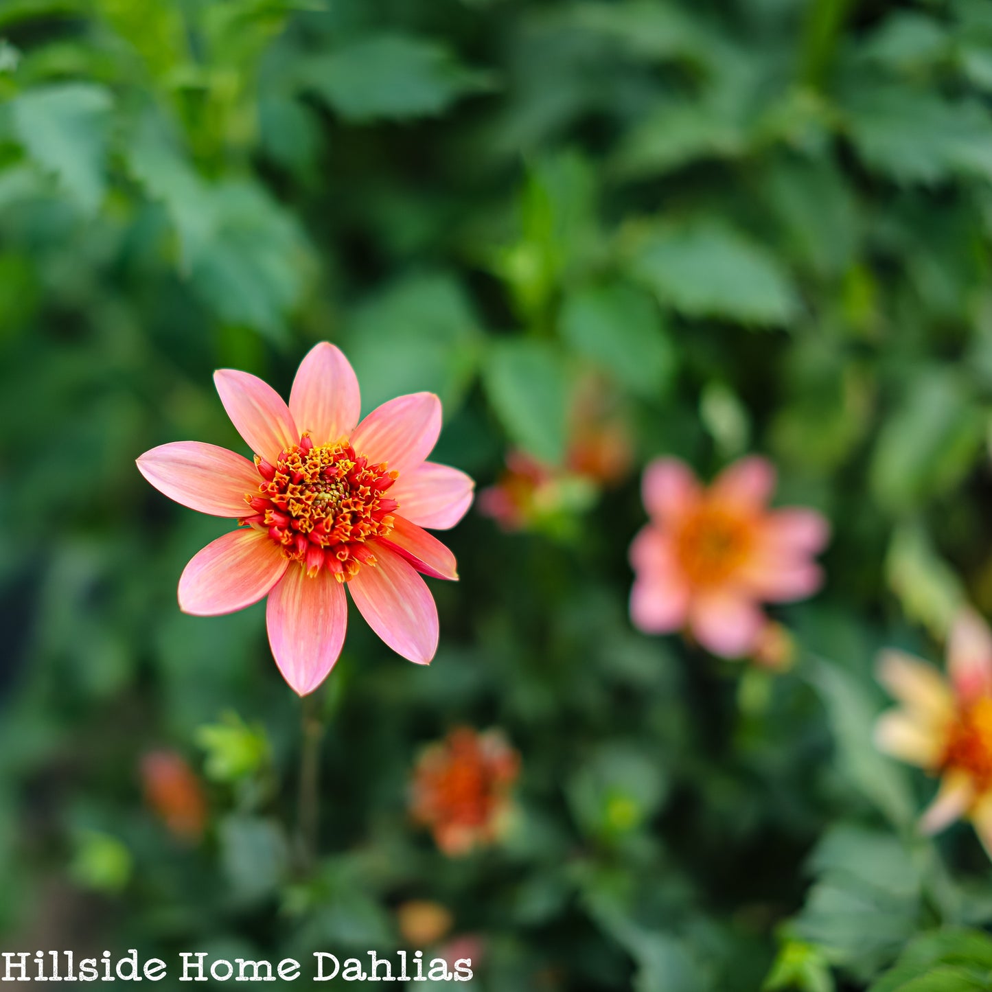 Totally Tangerine Tuber