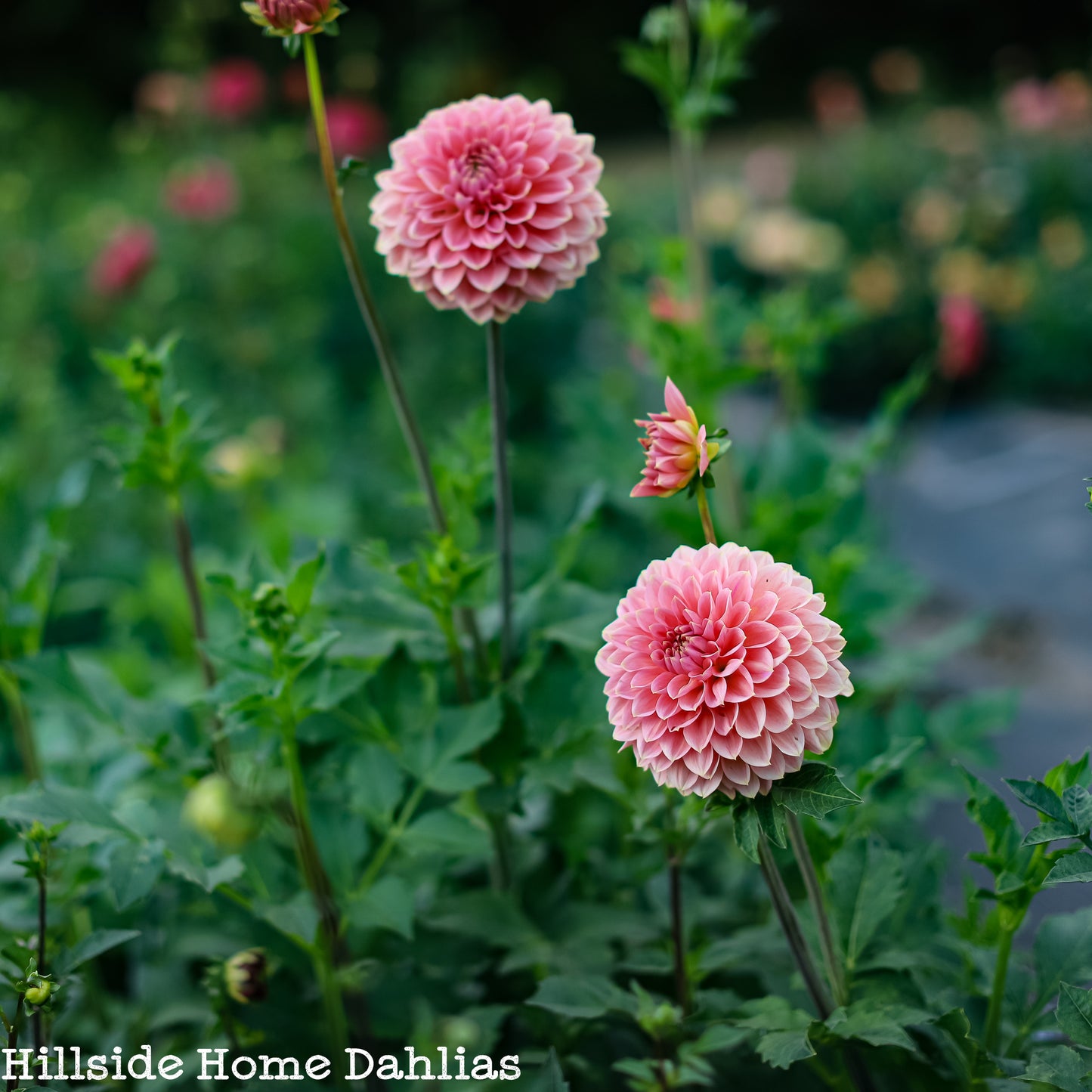 Askwith Minnie Tuber