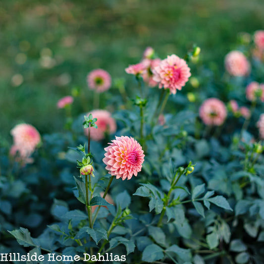 Levi's Blue Smoke Rooted Cutting