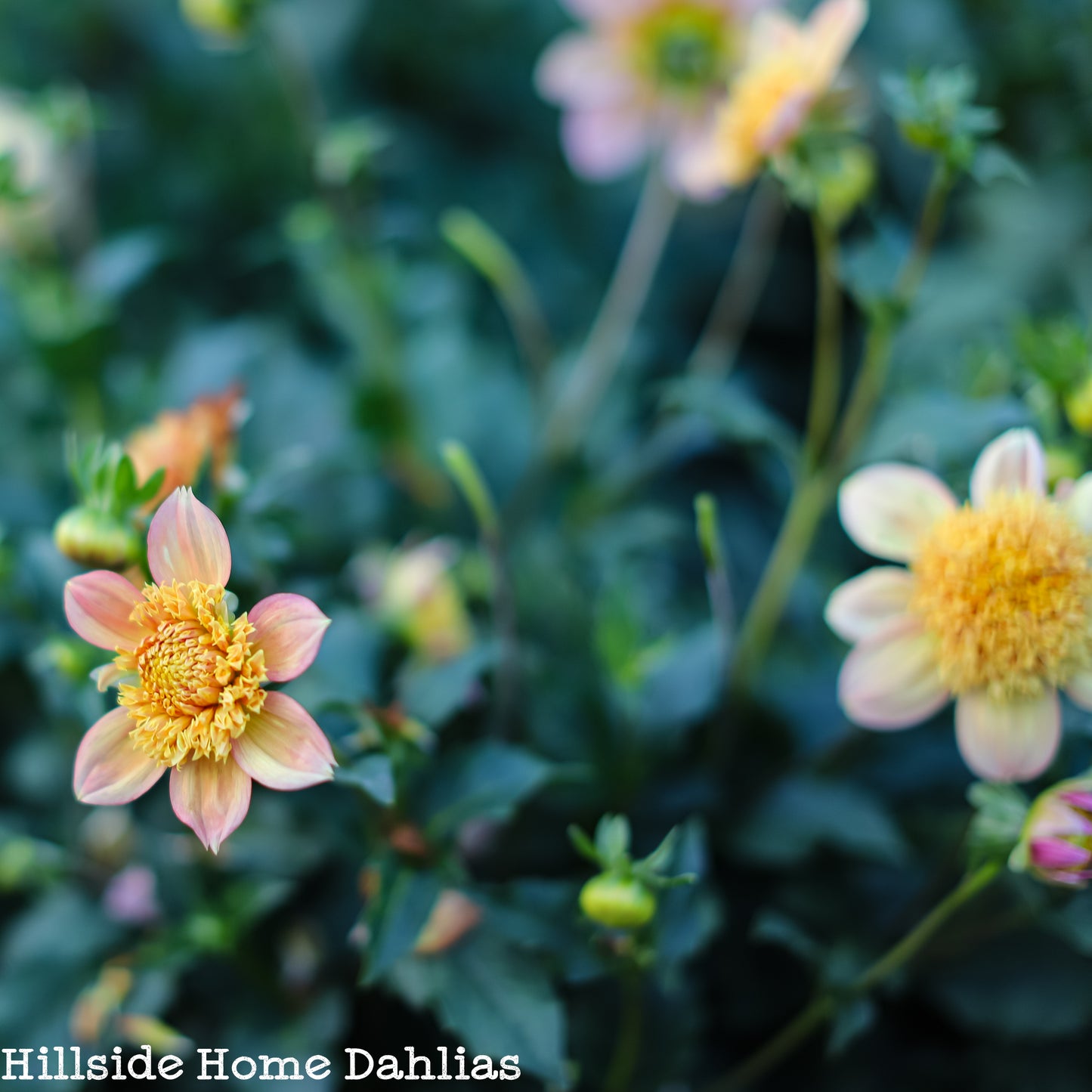 Sandia Brocade Tuber