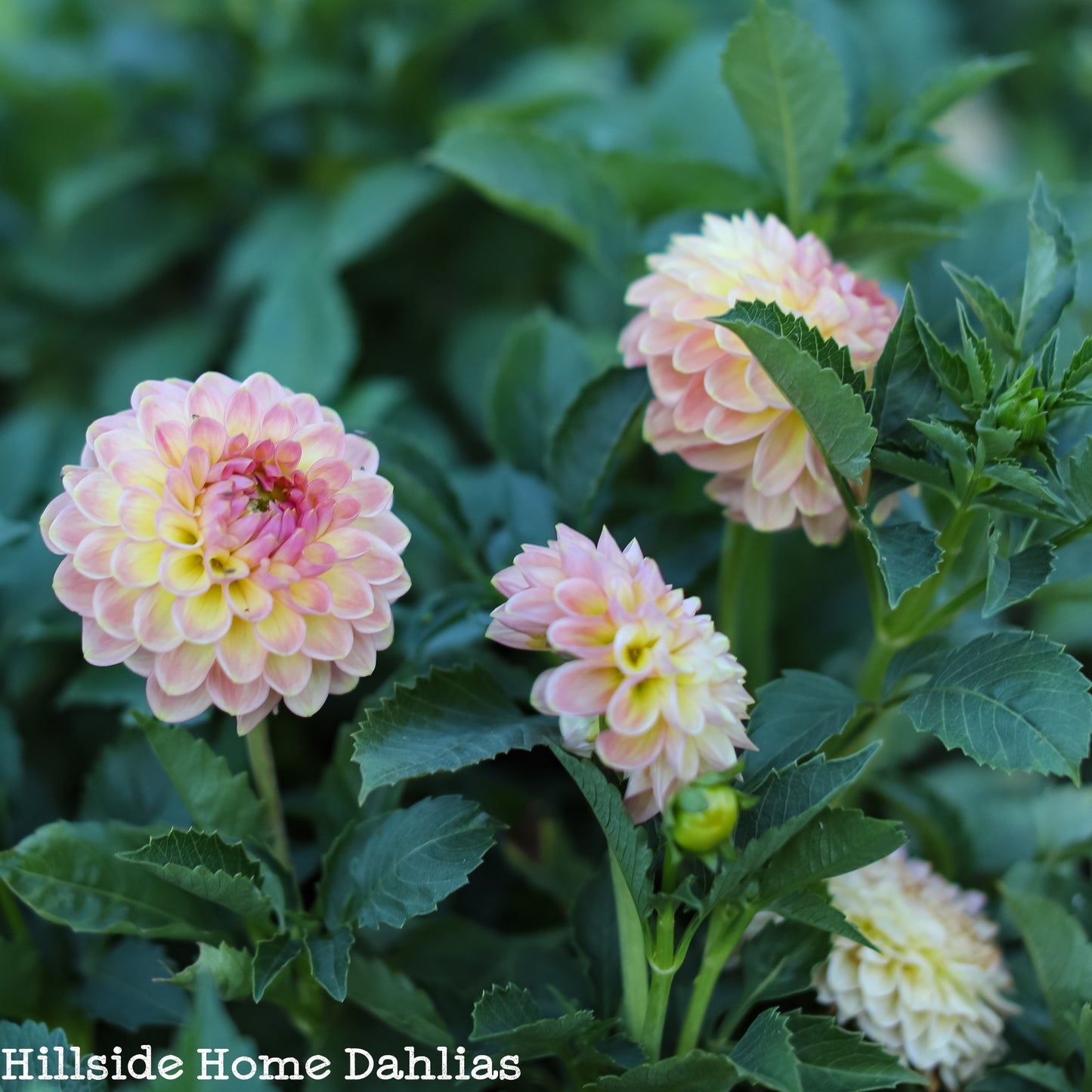 20th Ave Softer Peach Tuber