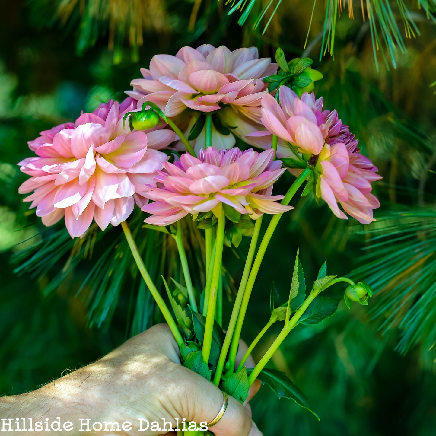 Hapet Old Charm Tuber