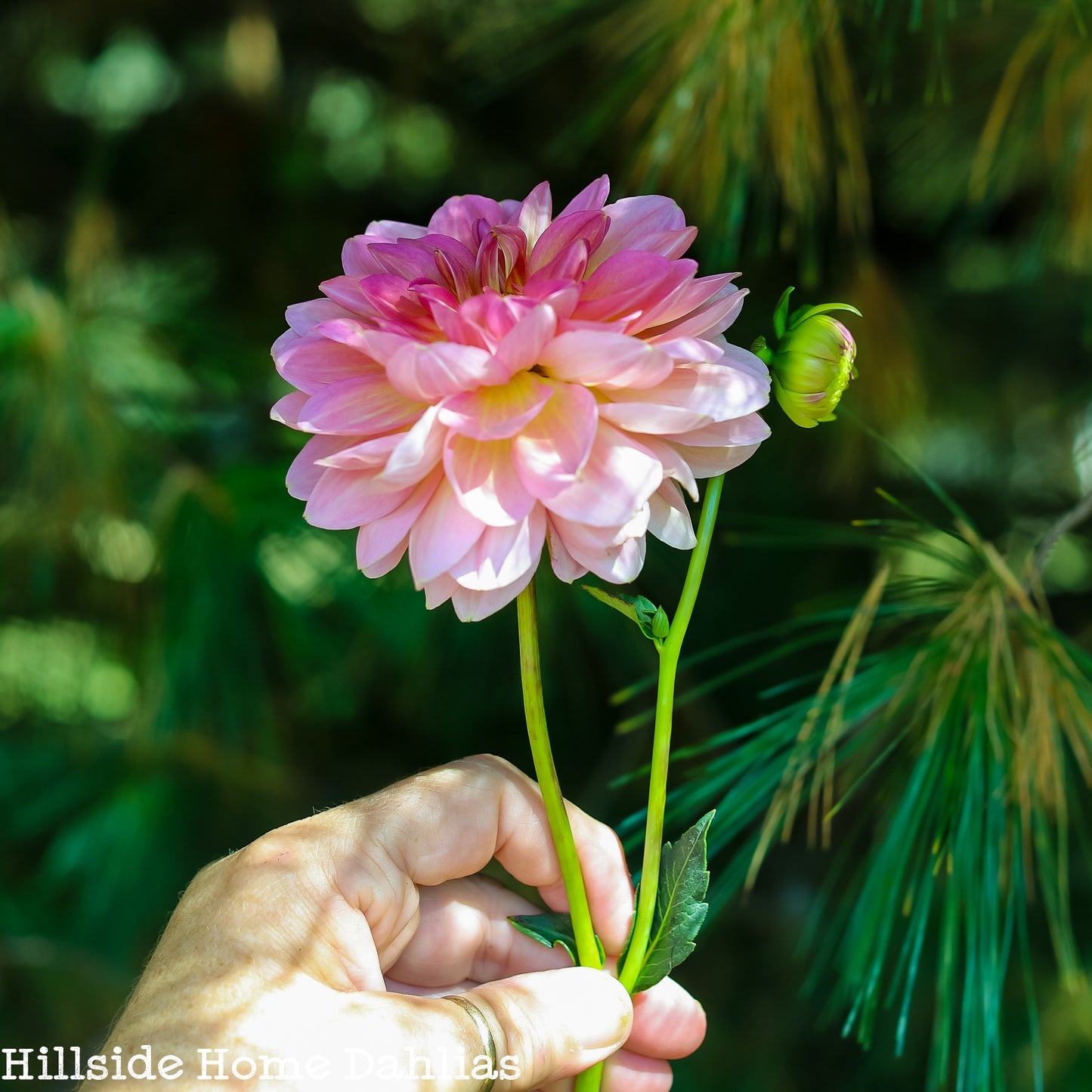 Hapet Old Charm Rooted Cutting