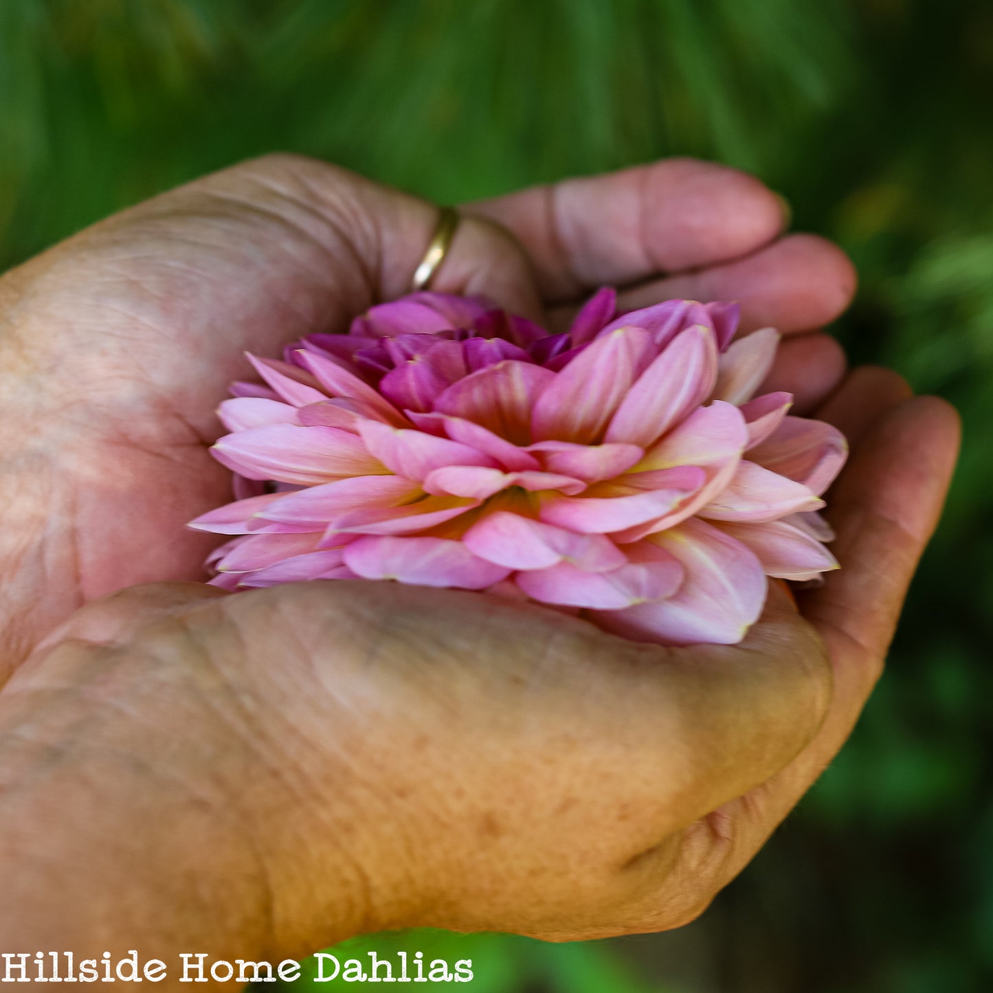 Hapet Old Charm Rooted Cutting