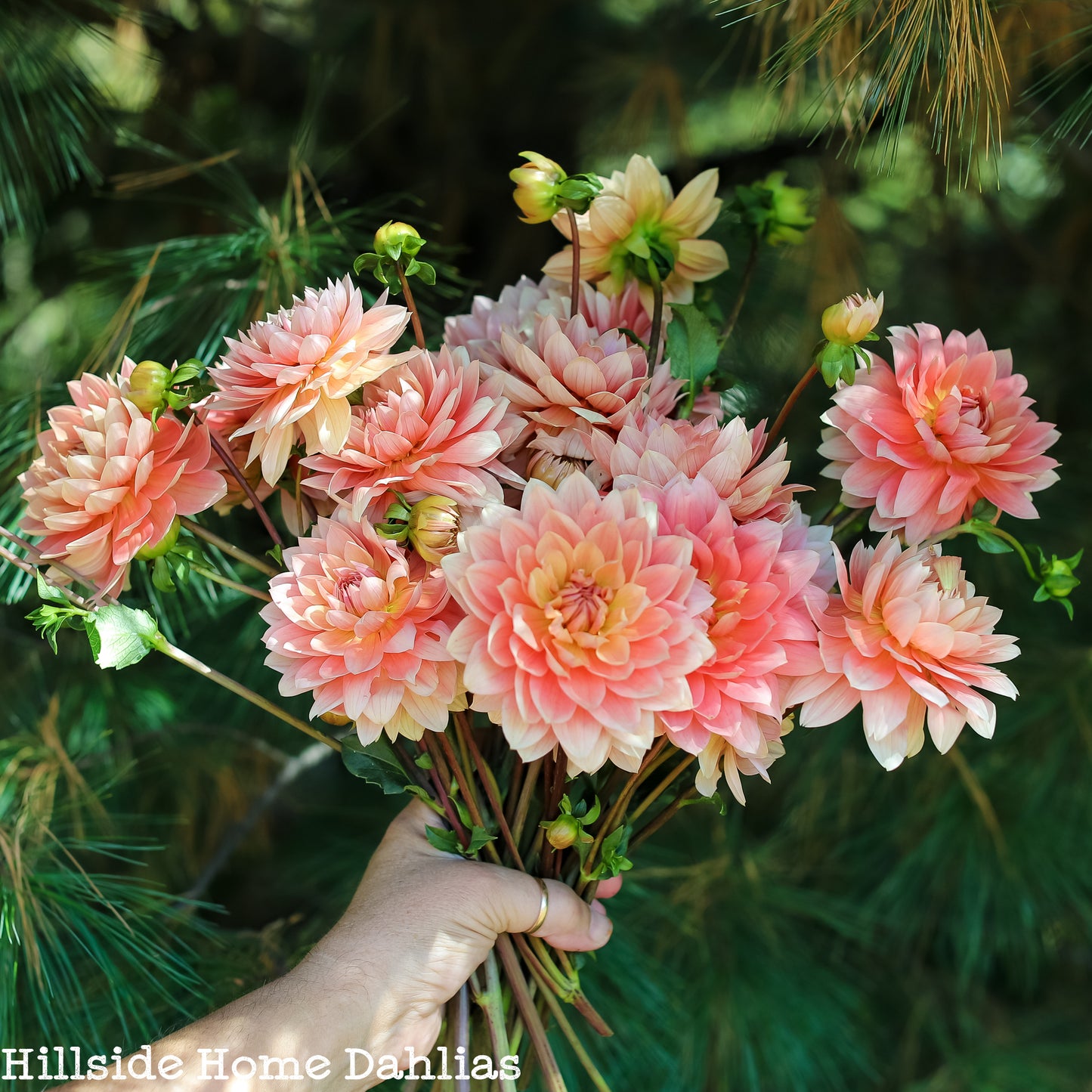 Carolina Wagemans  Tuber (Limit One)