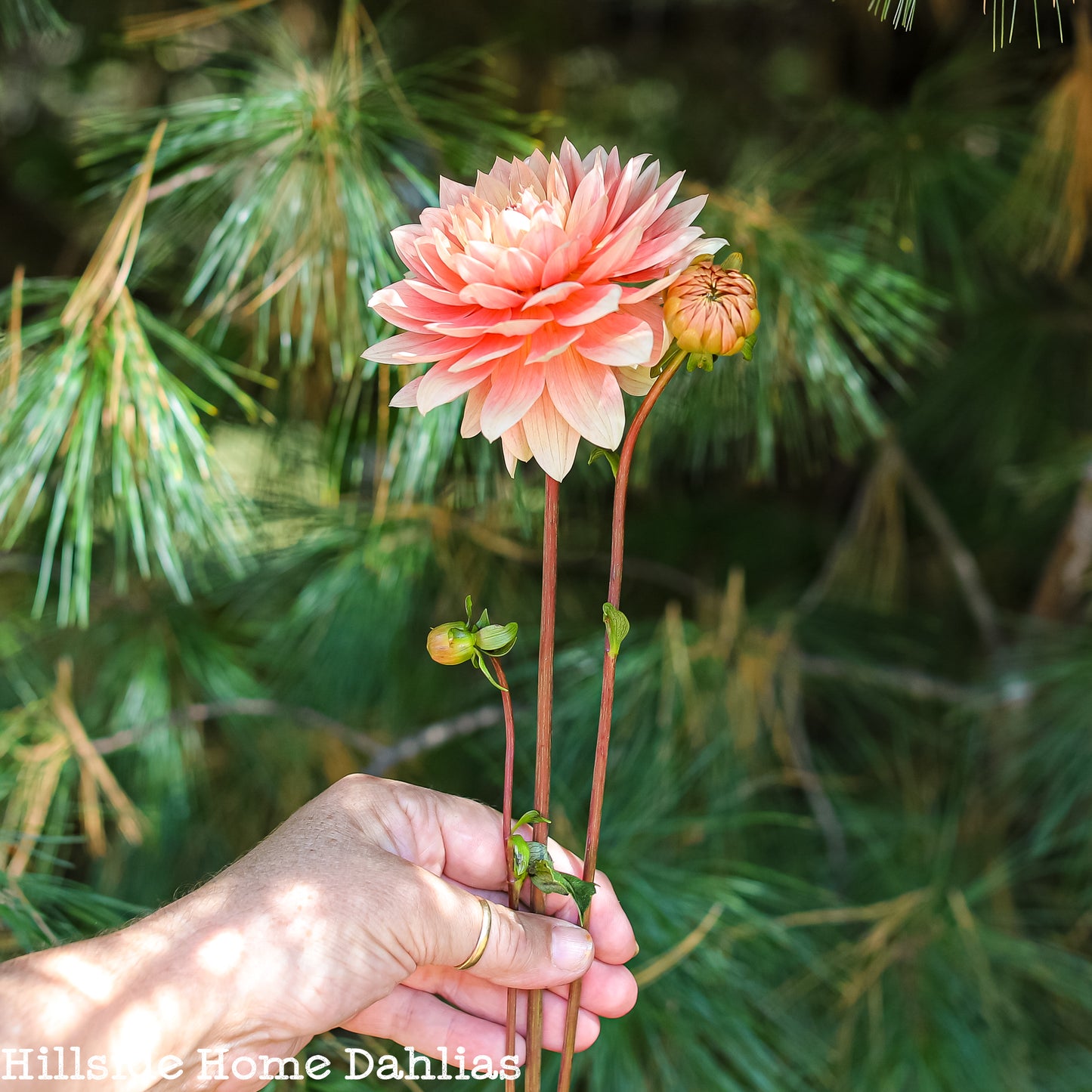 Carolina Wagemans  Tuber (Limit One)