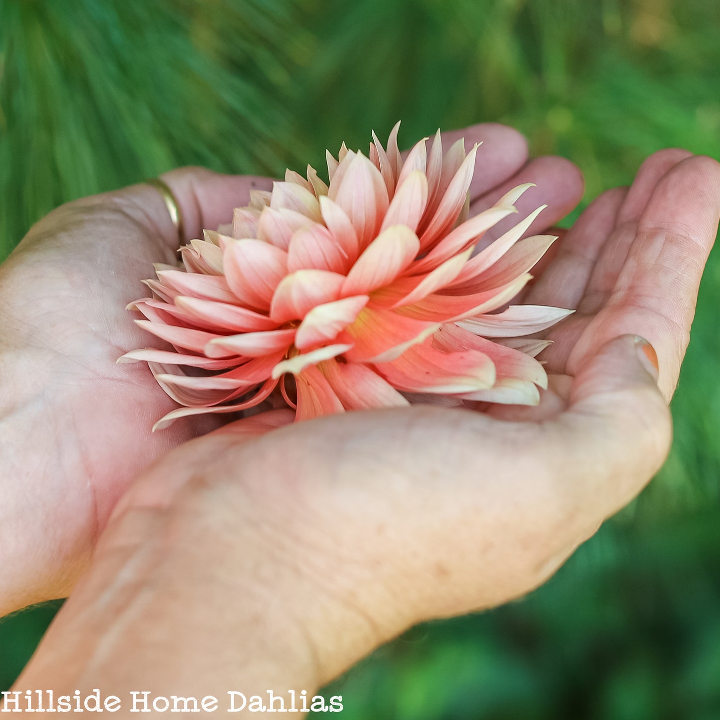 Carolina Wagemans Rooted Cutting