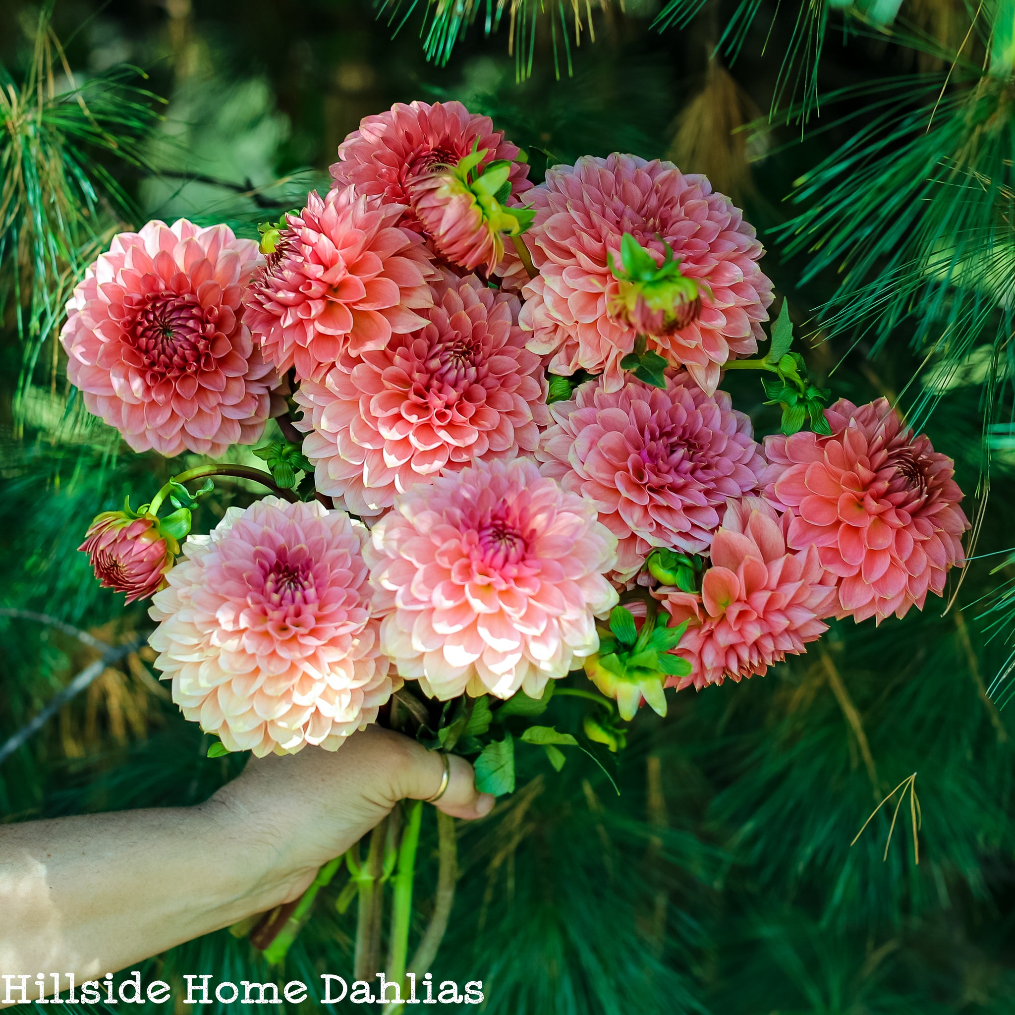 Askwith Minnie Rooted Cutting – Hillside Home Dahlias