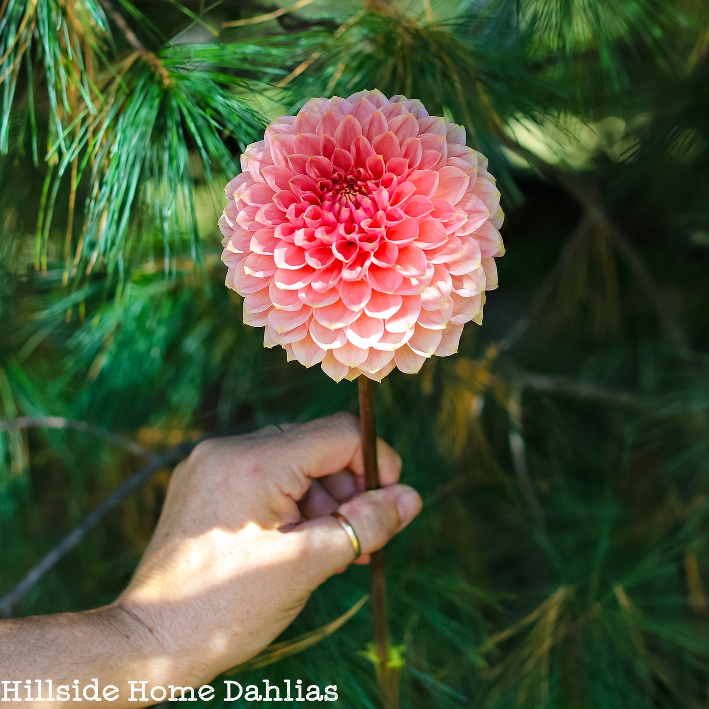 Askwith Minnie Rooted Cutting