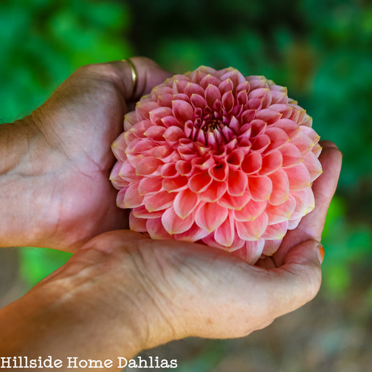 Askwith Minnie Tuber