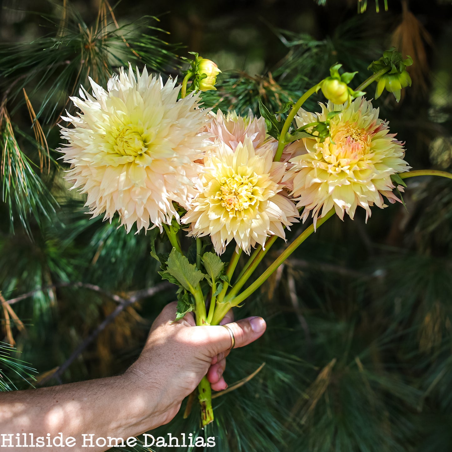 Hapet Champagne Tuber