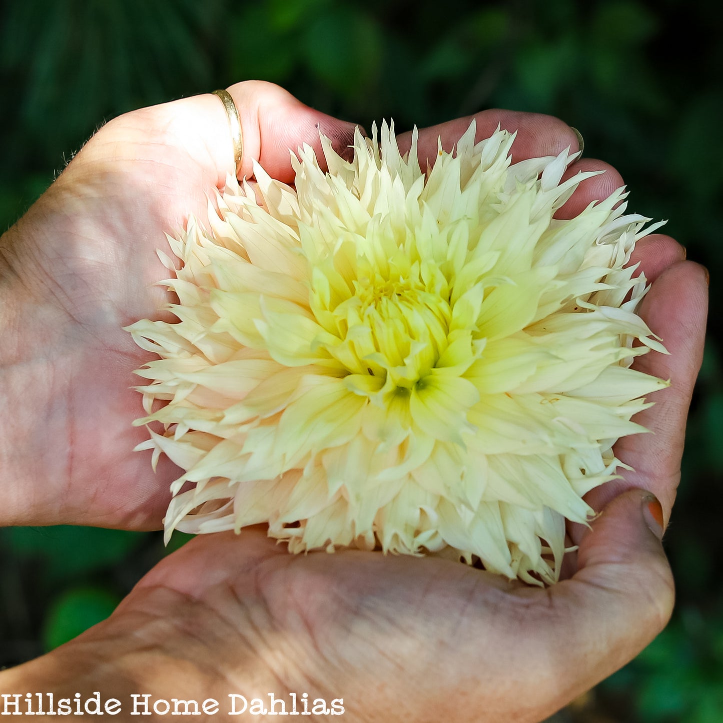 Hapet Champagne Tuber