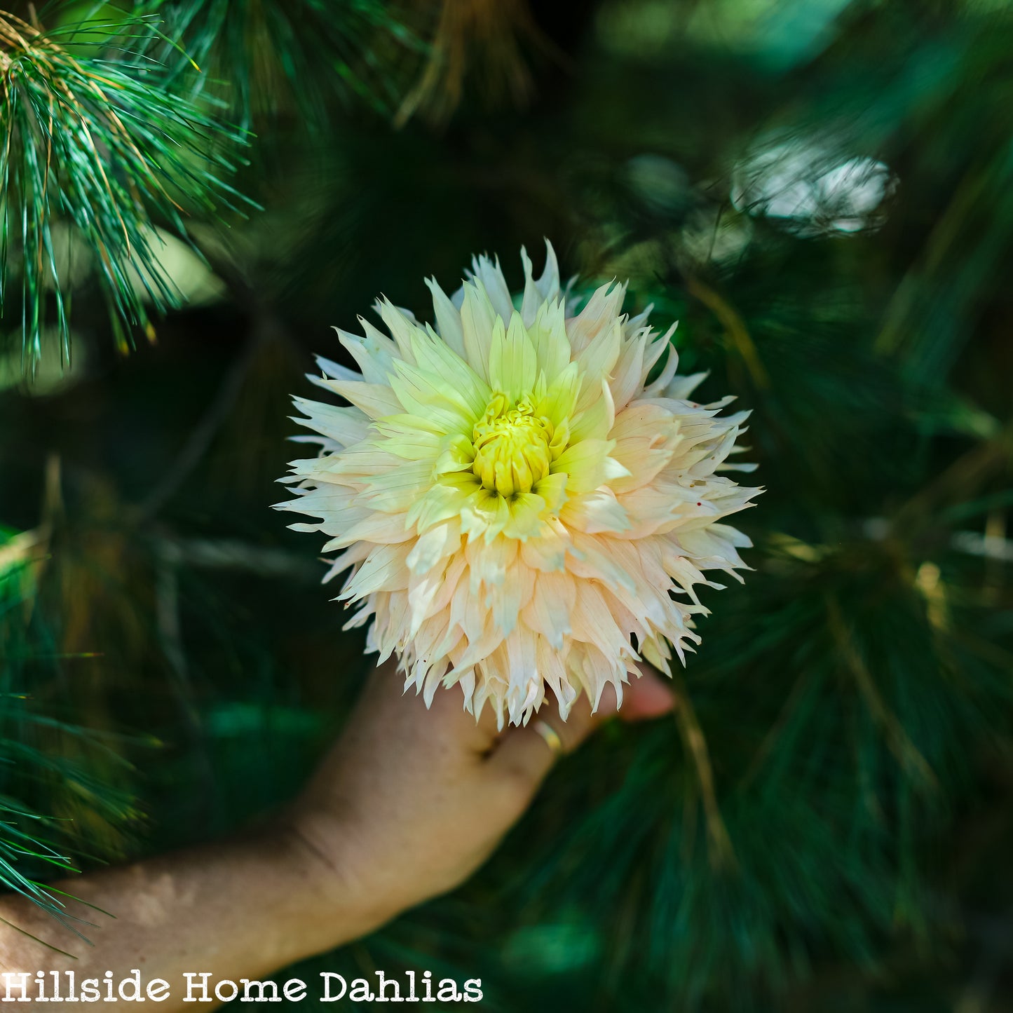 Hapet Champagne Tuber