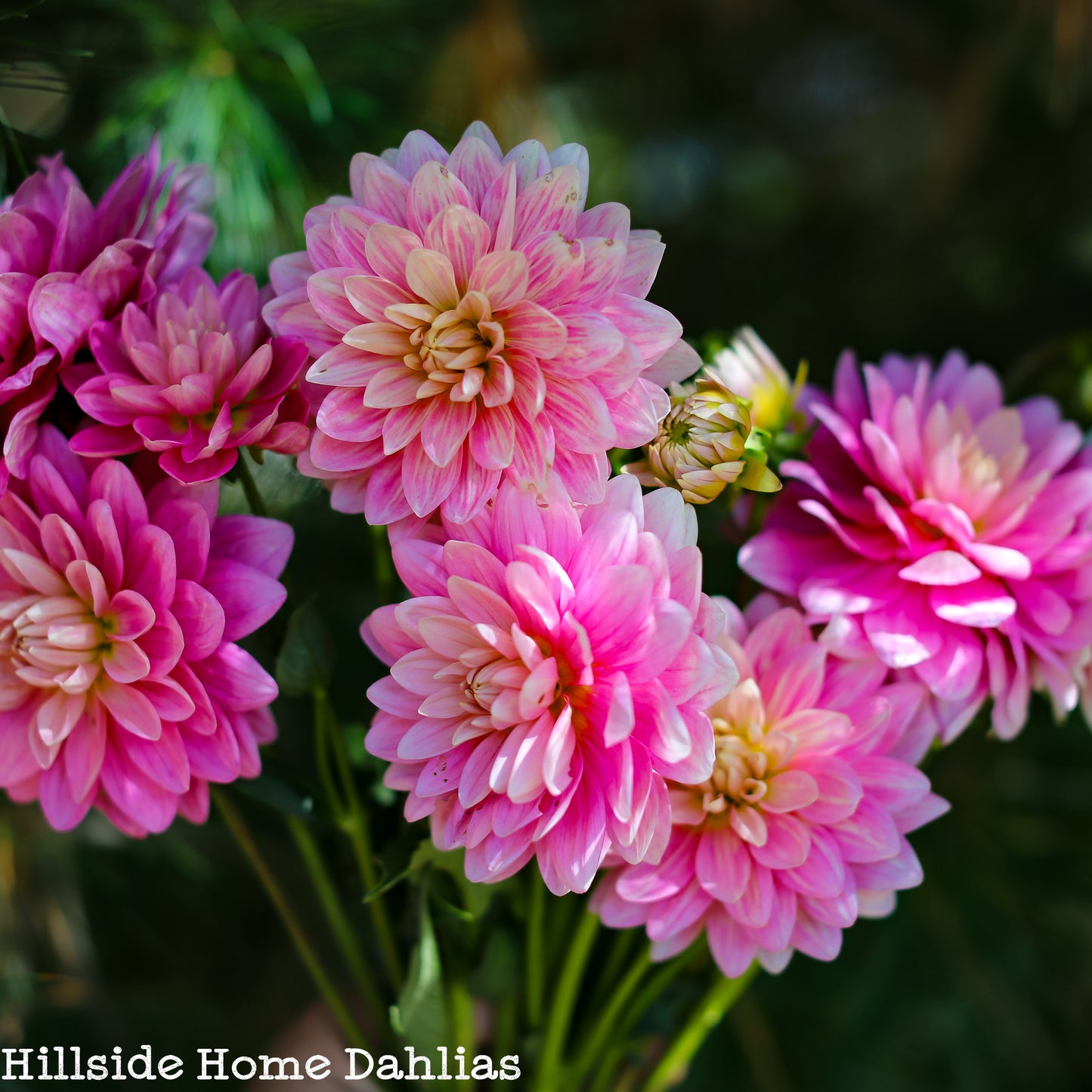 Hollyhill Pink Parfait Tuber (Limit One)