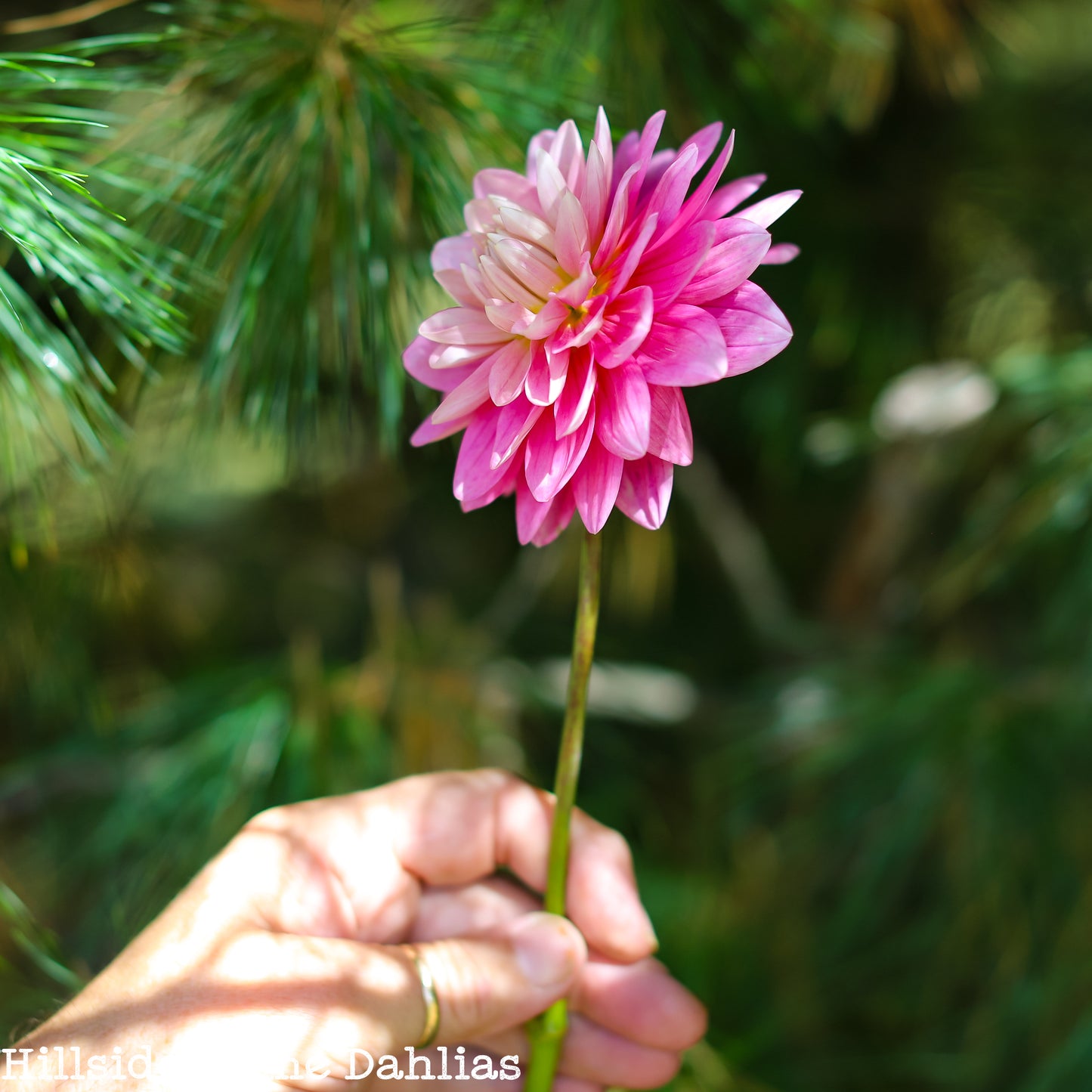 Hollyhill Pink Parfait Tuber (Limit One)